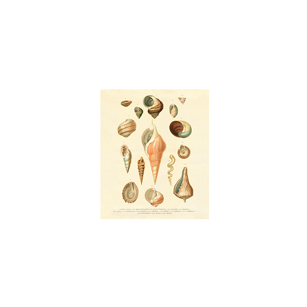 shells botanical art print