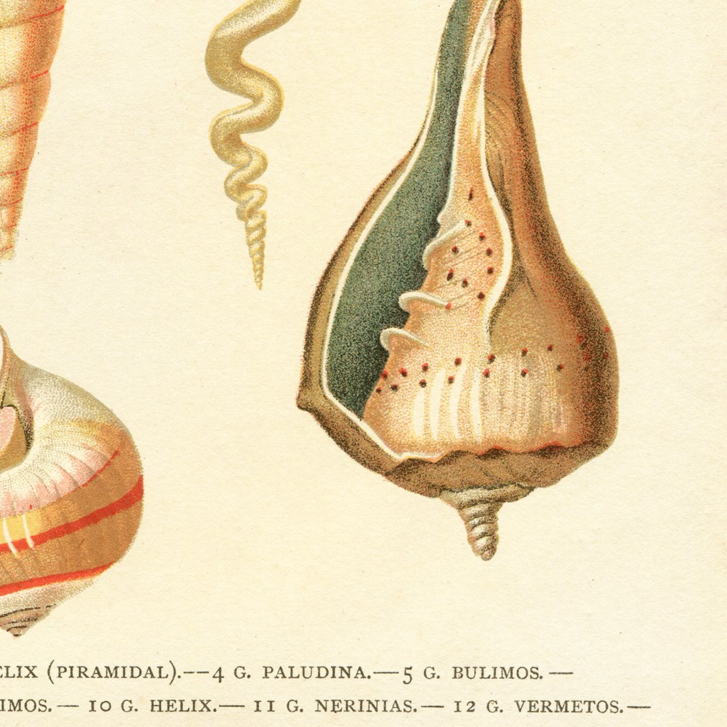 shells botanical art print