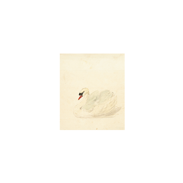 Ivory Swan