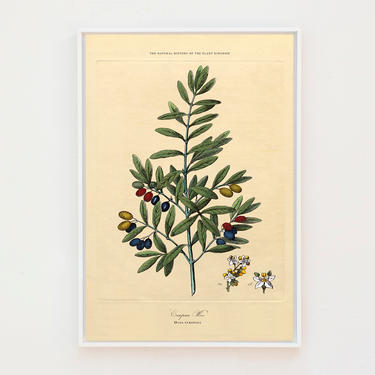 Olive Branch Botanical | Canvas