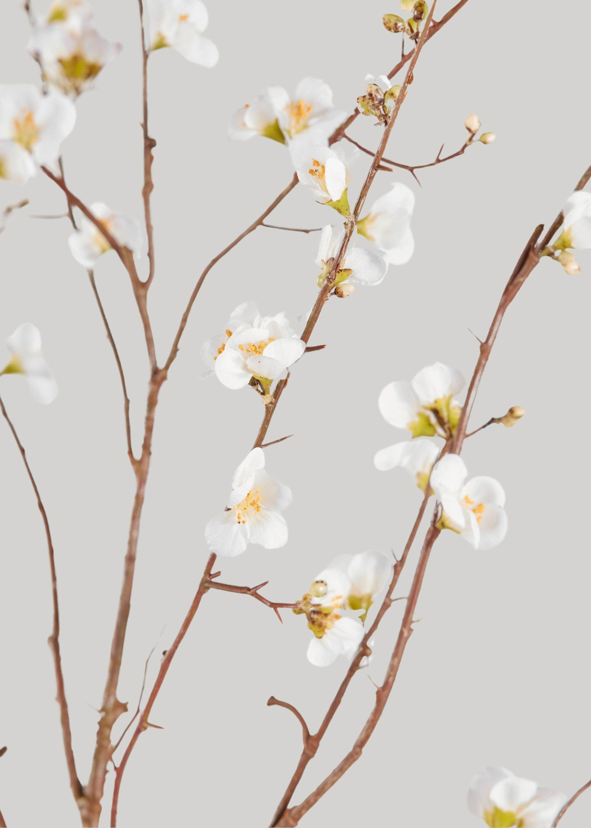 SAVE - Faux Quince Blossom Branch in Cream - 54"