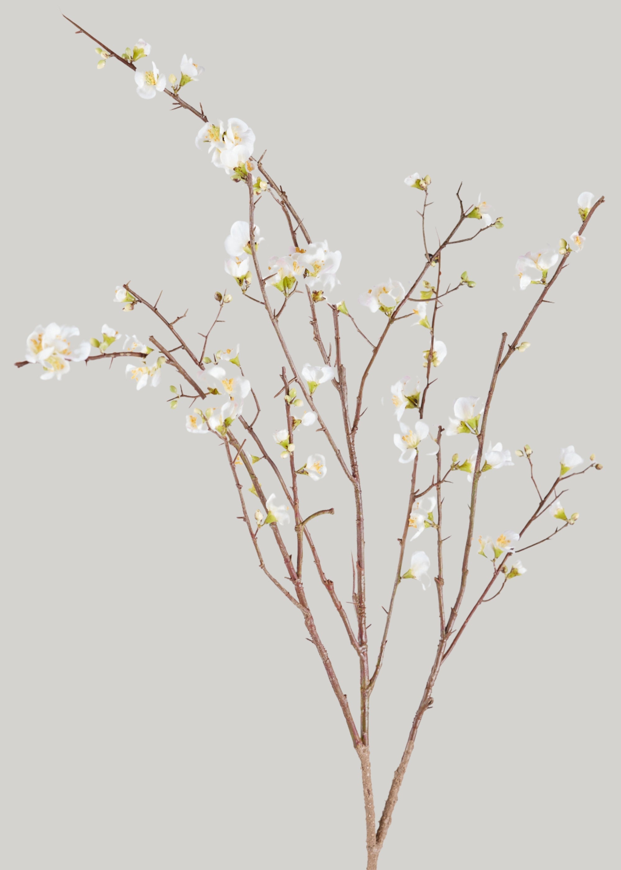 SAVE - Faux Quince Blossom Branch in Cream - 54"