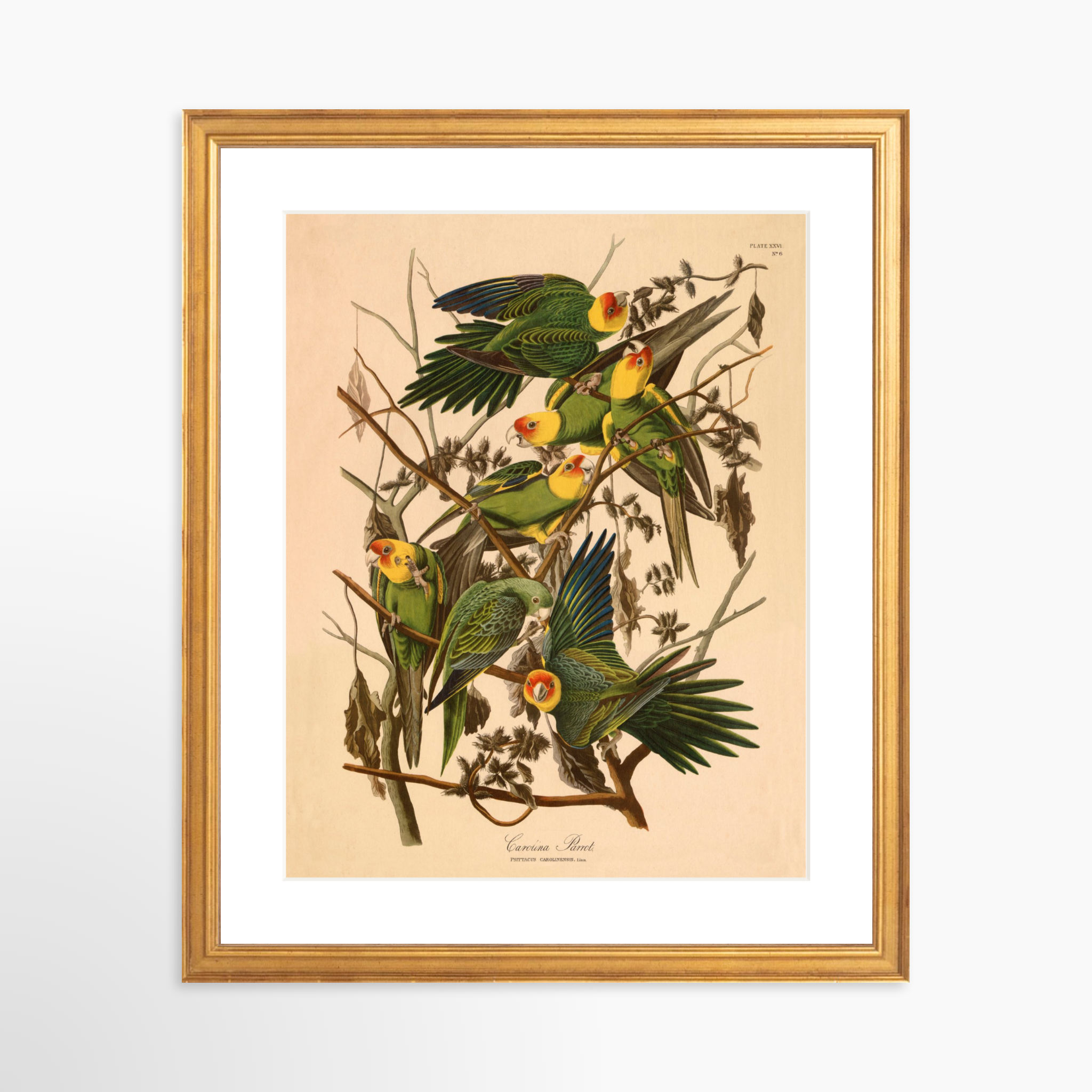 11x14 / Certificate Gold Frame + White Mat