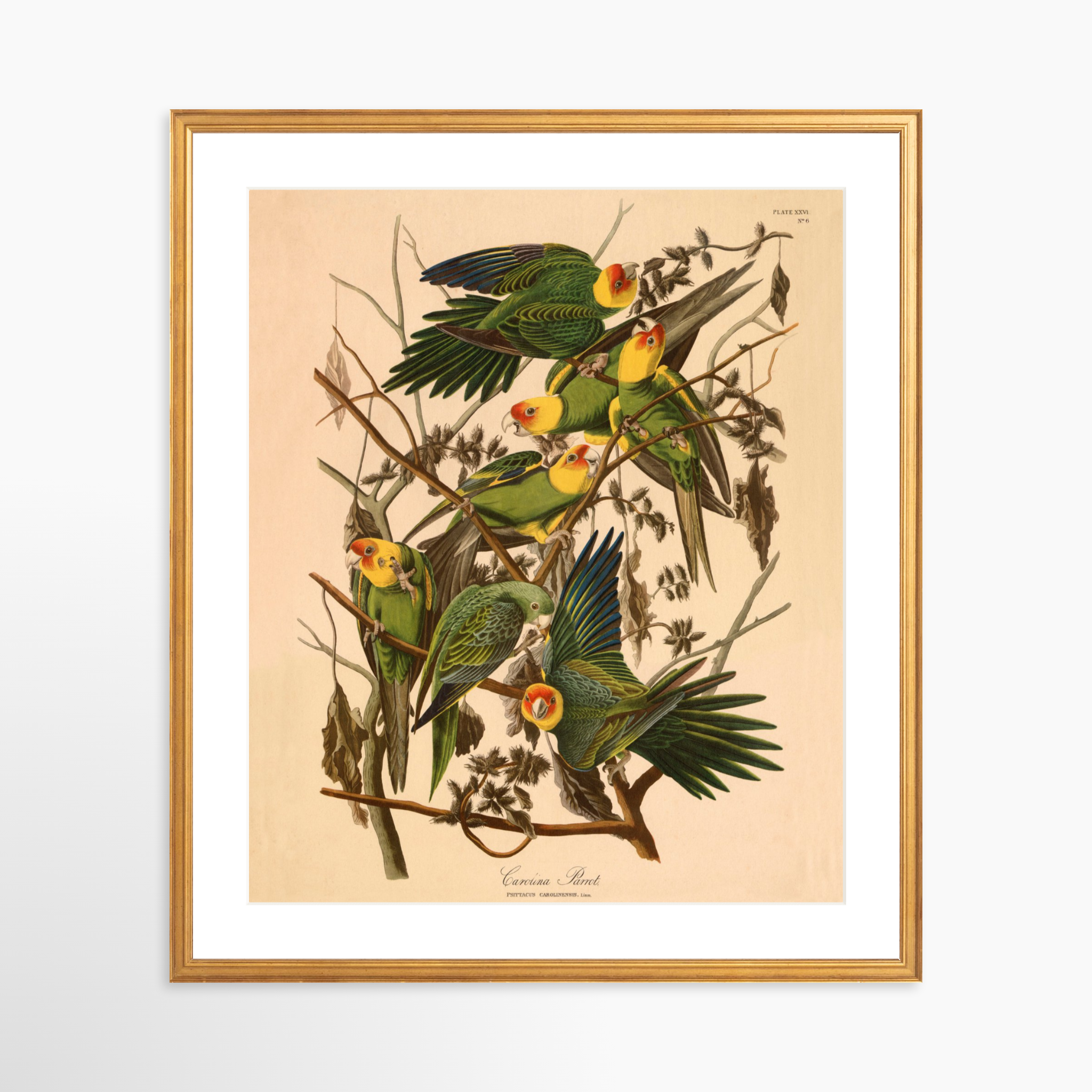 20x24 / Certificate Gold Frame + White Mat