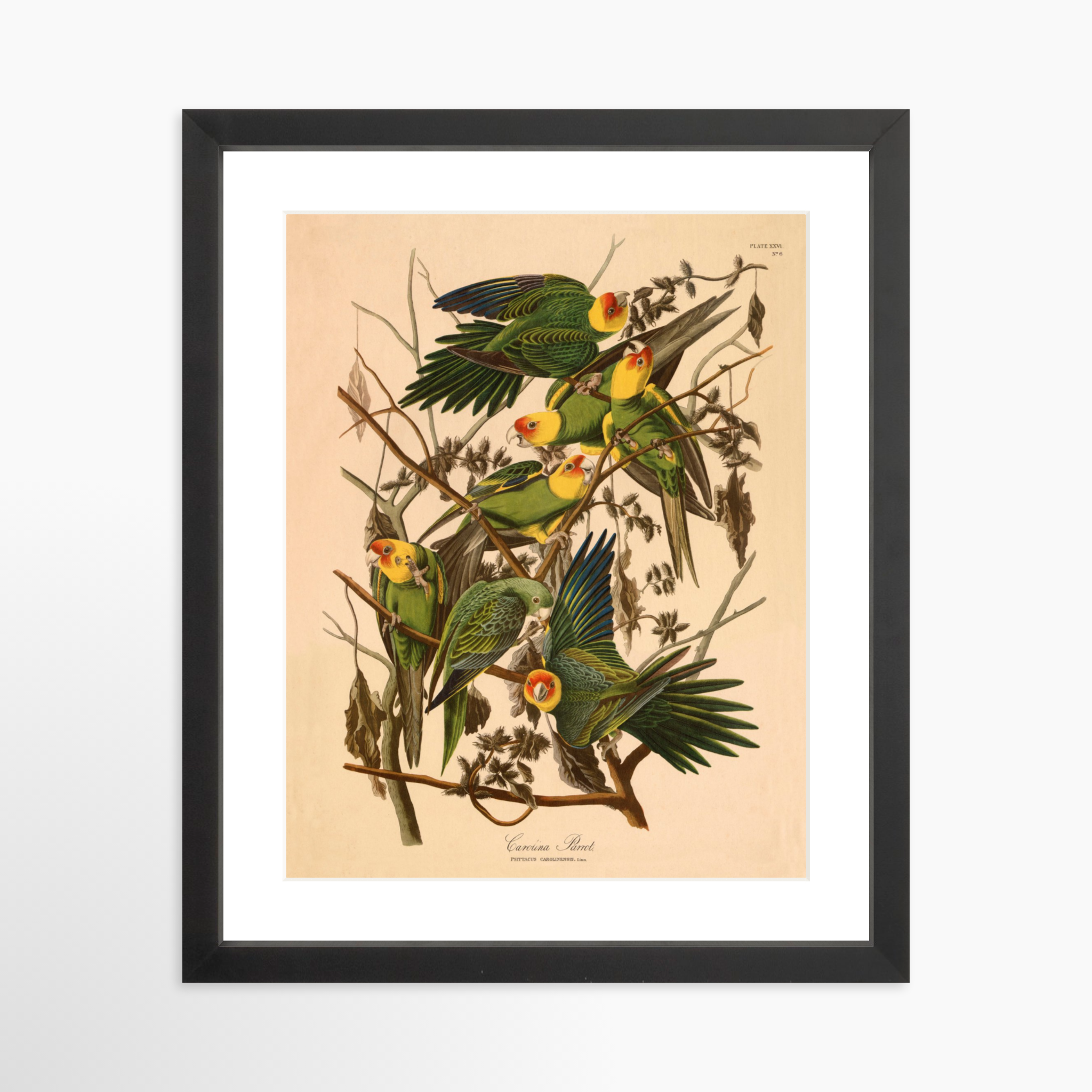 11x14 / Black Frame + White Mat