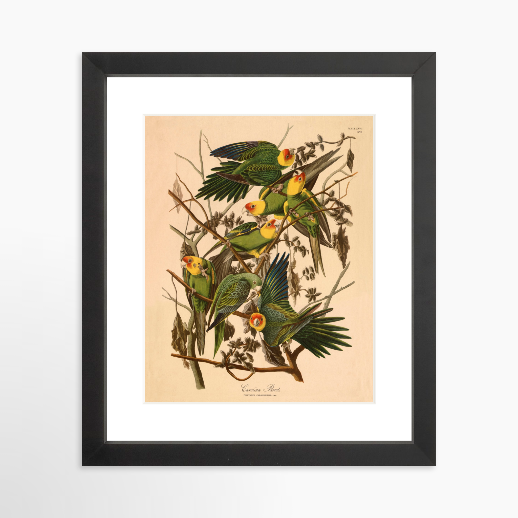 8x10 / Black Frame + White Mat