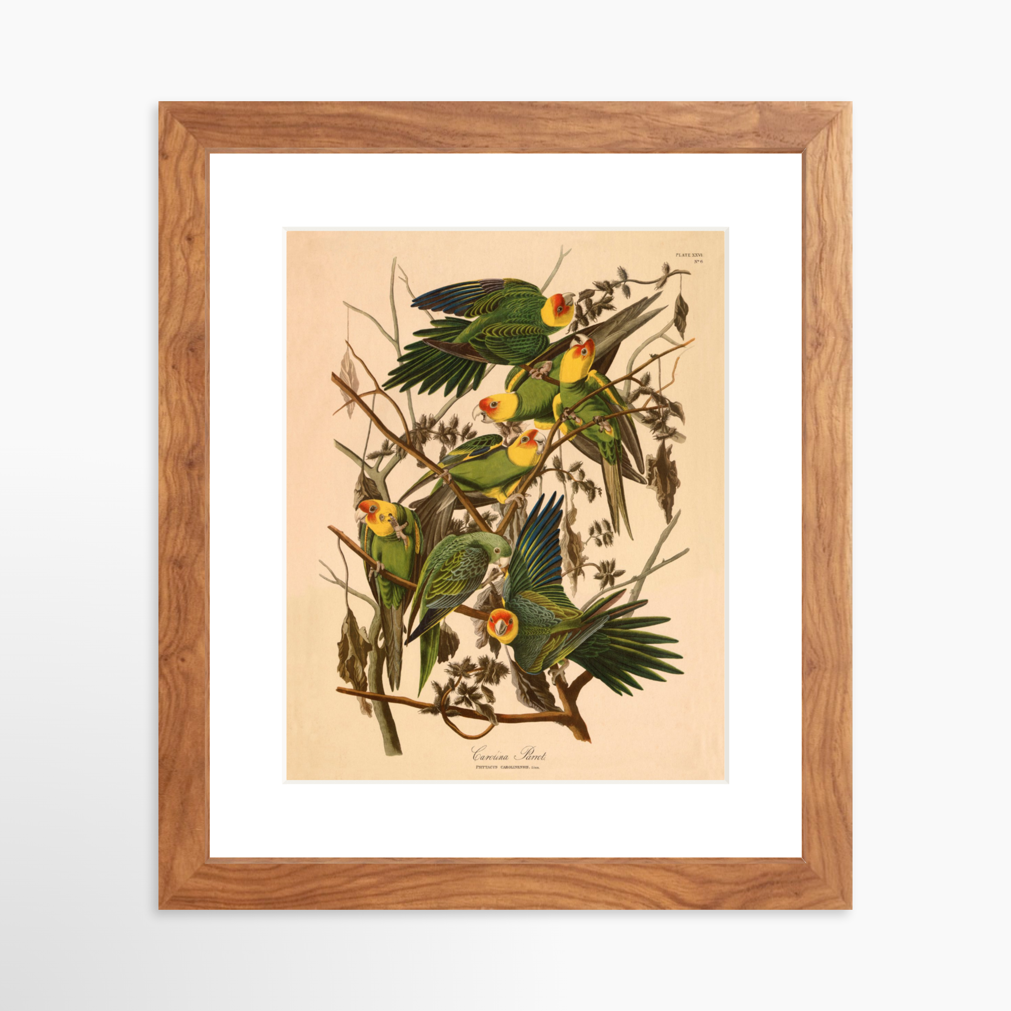 8x10 / Light Walnut Frame + White Mat