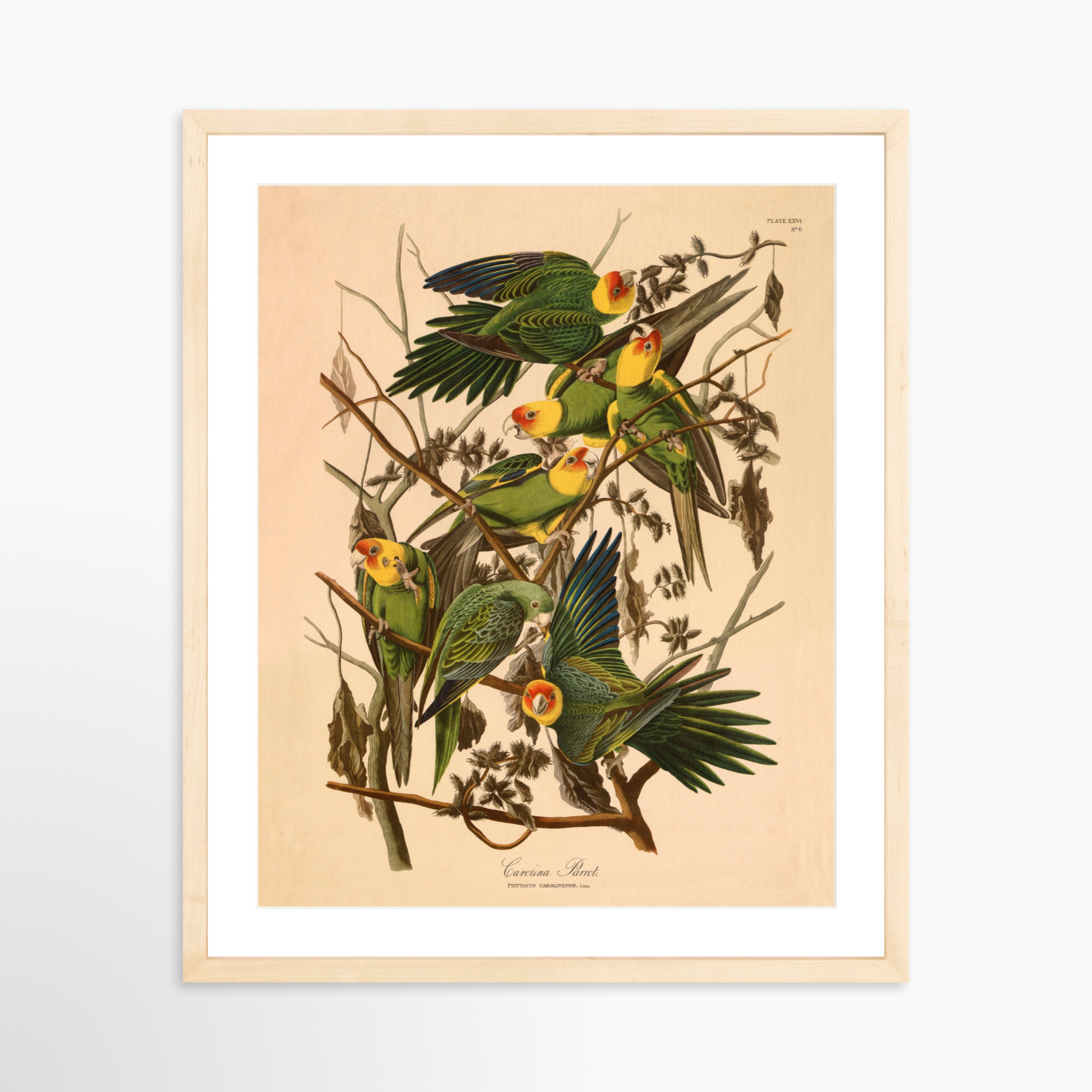 16x20 / Natural Frame + White Mat