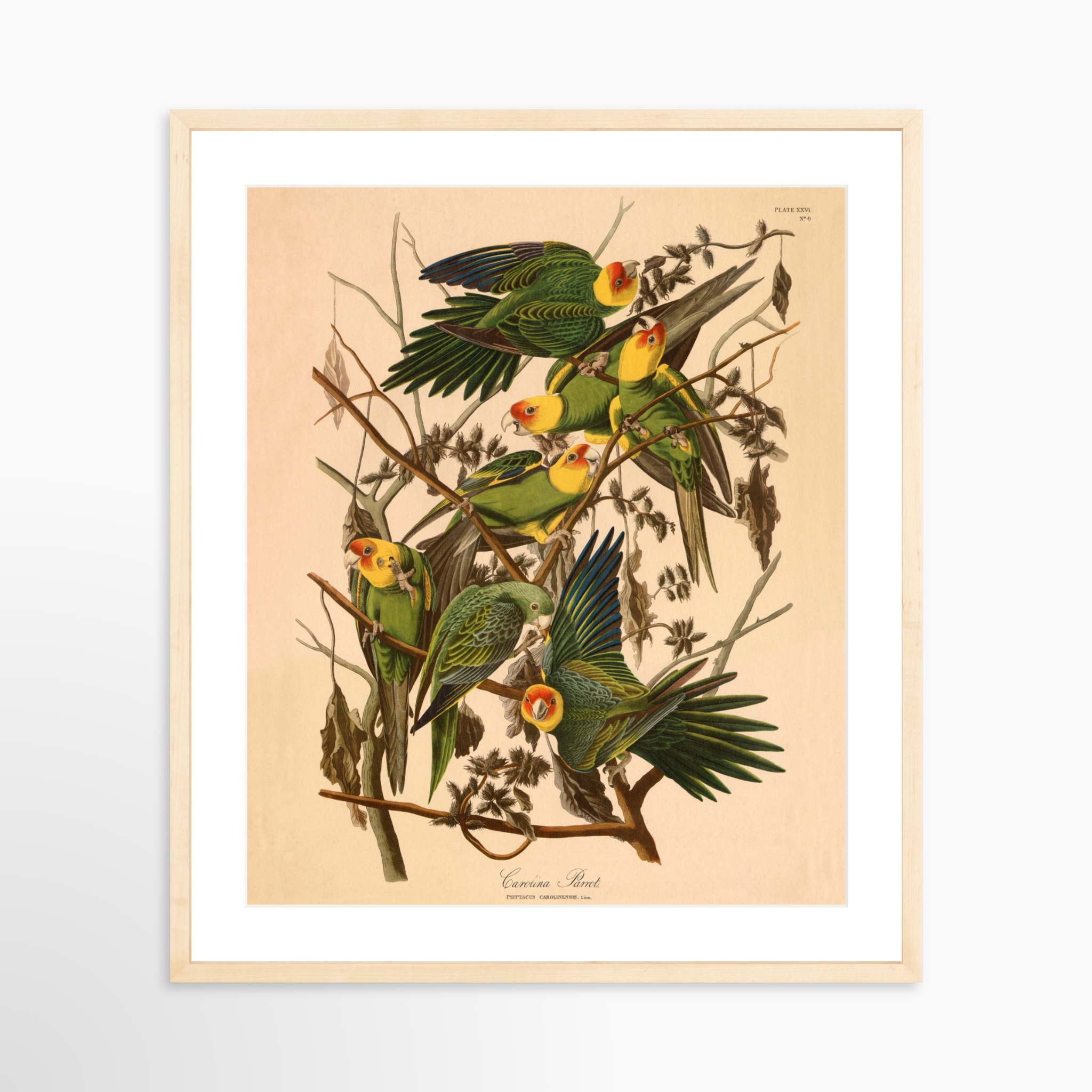 20x24 / Natural Frame + White Mat