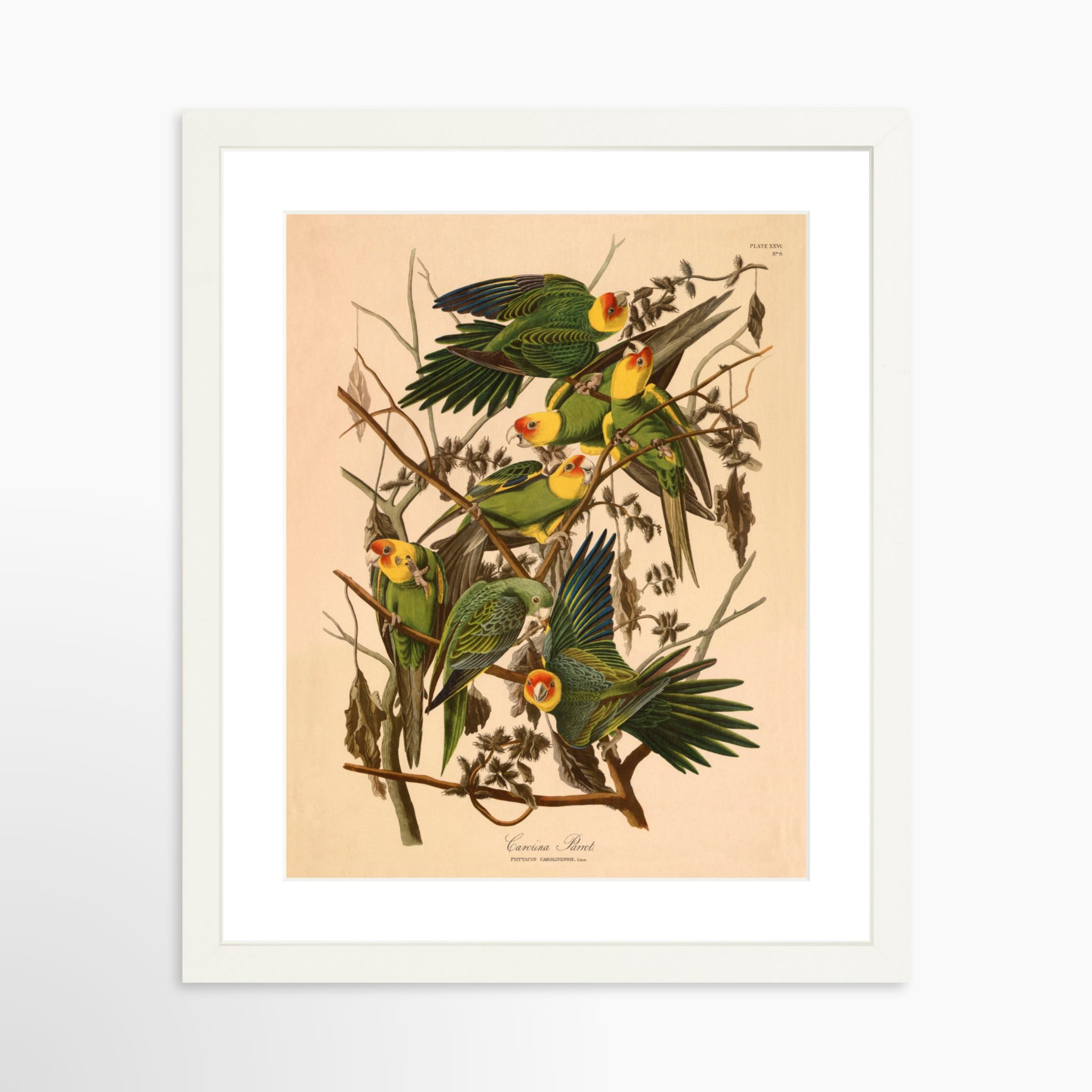 11x14 / White Frame + White Mat