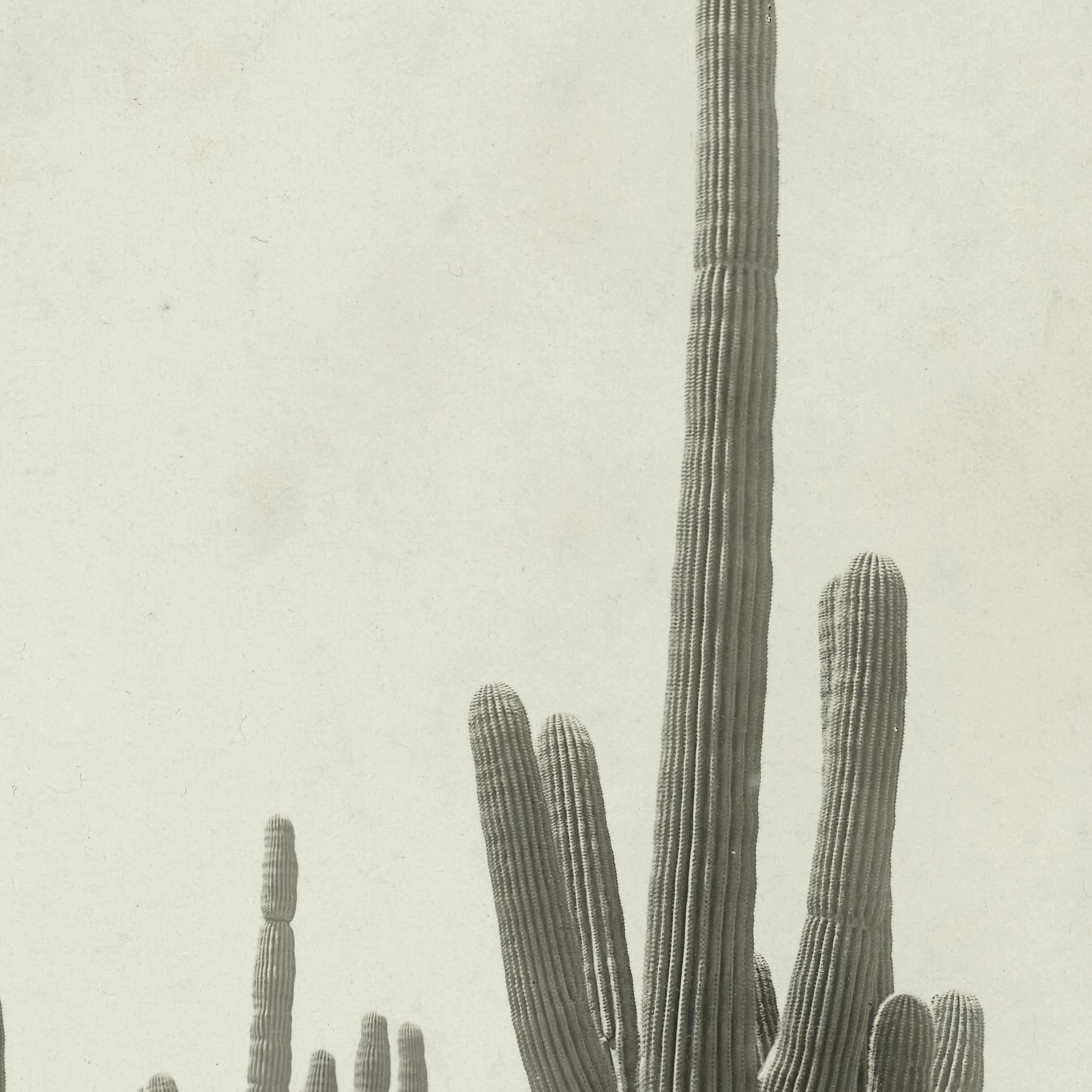 Shade of the Saguaro Luxe Art Print