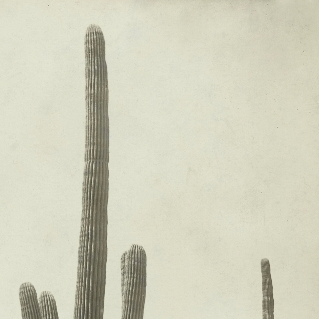 Shade of the Saguaro Canvas Wall Art