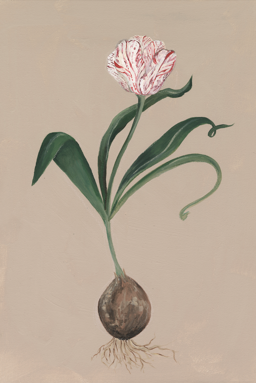 Rembrandt Tulip Canvas Wall Art . Rectangle Vertical
