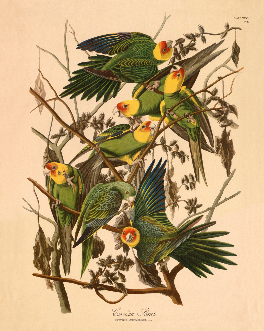 Carolina Parrots Botanical Canvas