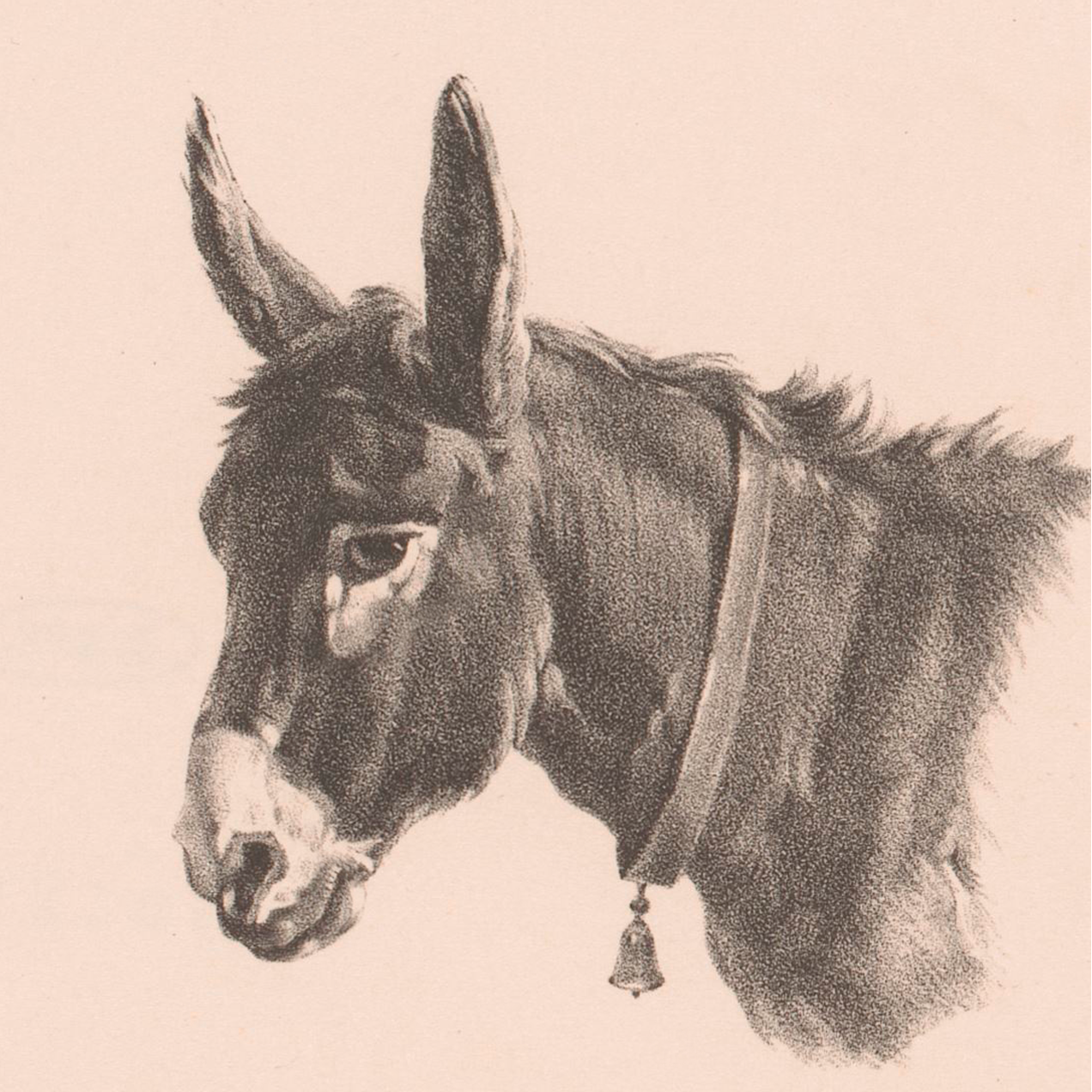 Little Burro Sketch Canvas Wall Art