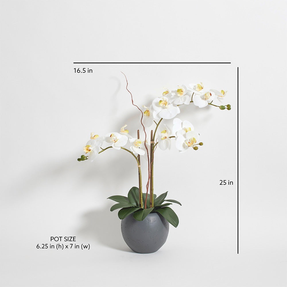 25" Lifelike Artificial White Double Stem Orchid Plant in Modern Grey Pot
