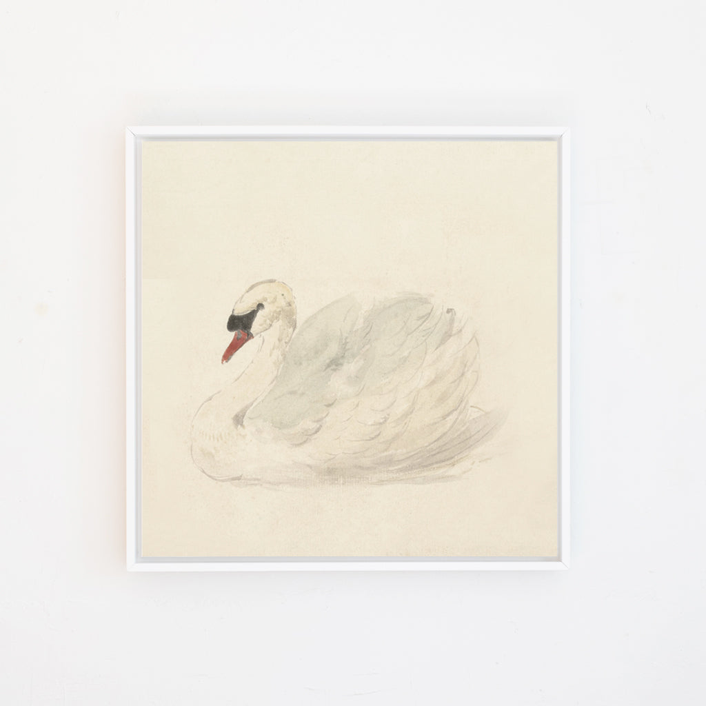 Ivory Swan Canvas Wall Art . Square