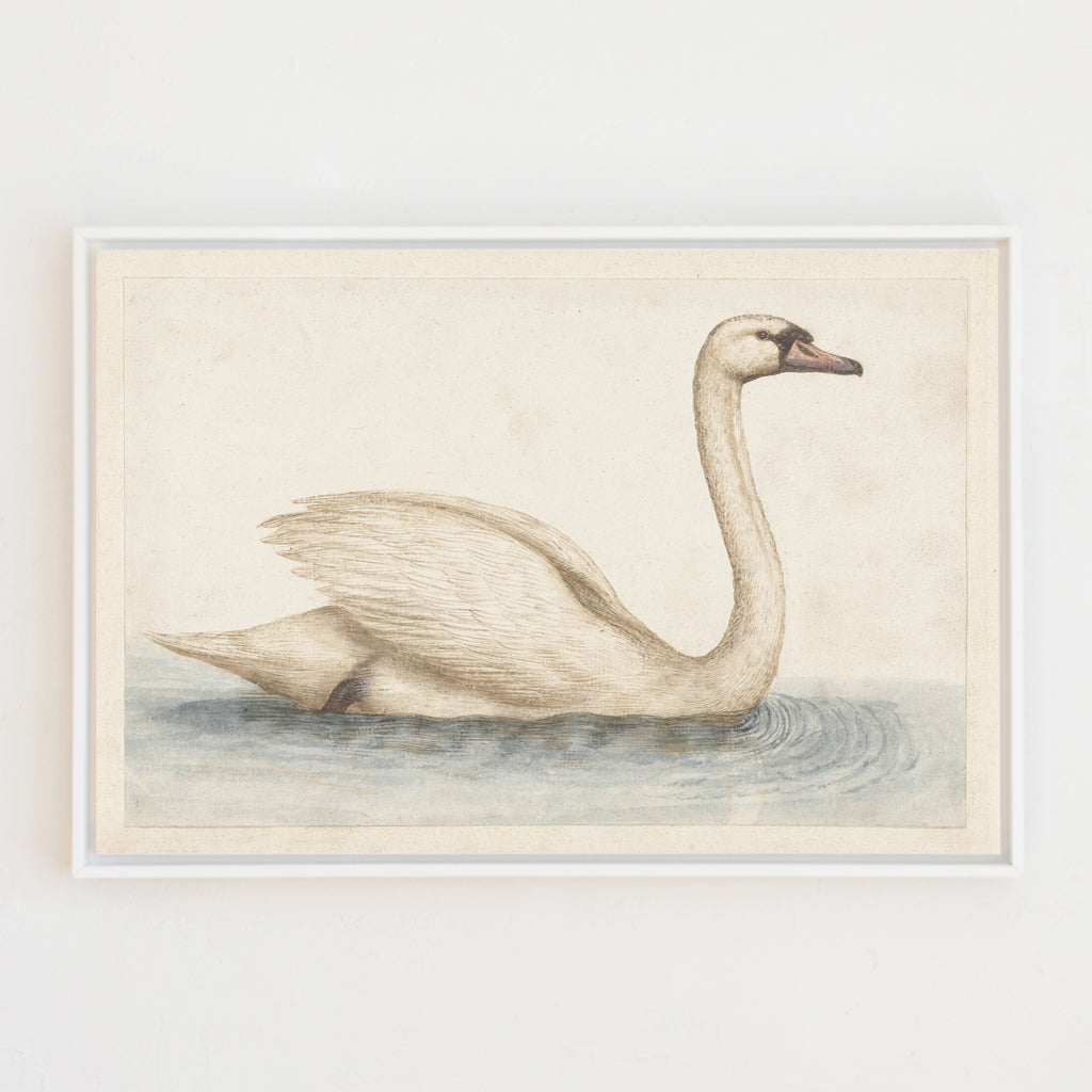 vintage swan canvas