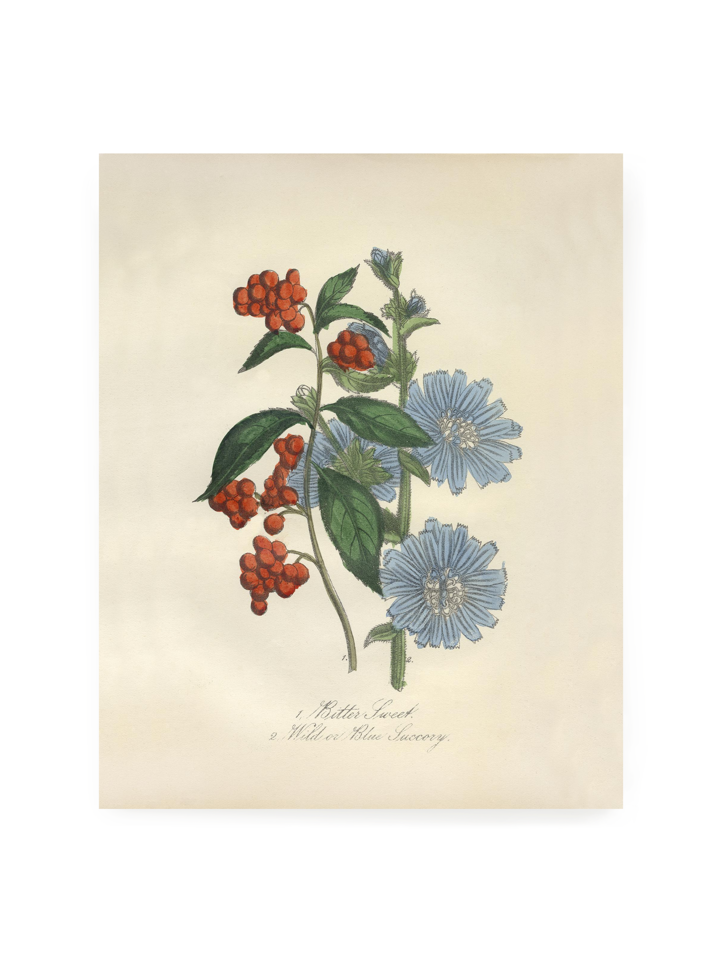 Bittersweet & Wild Chicory | Art Print