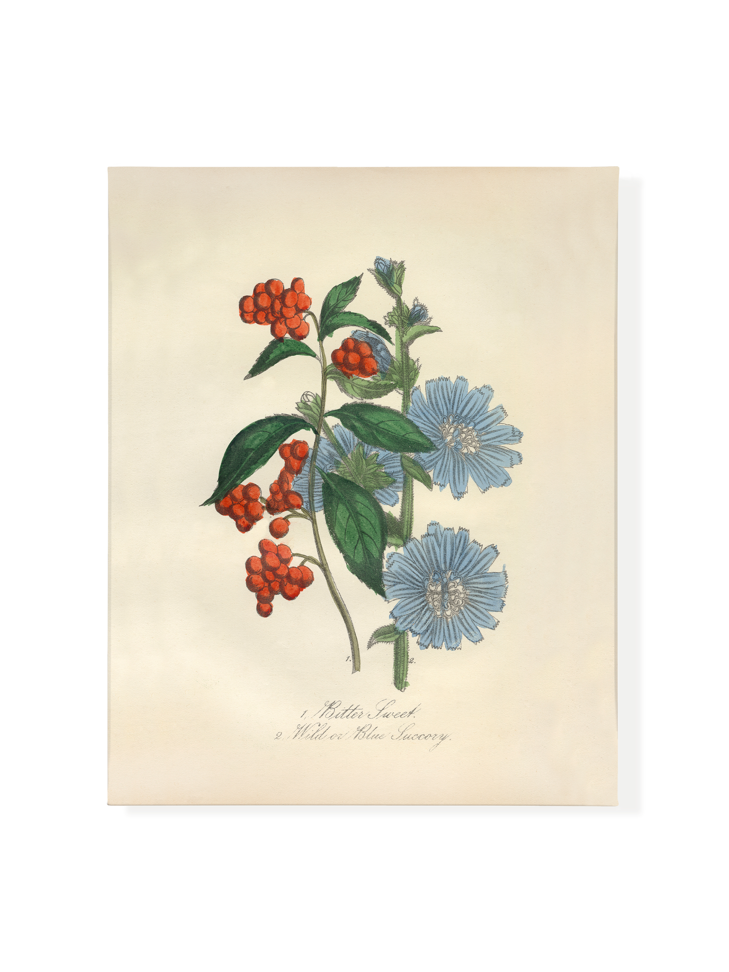 Bittersweet & Wild Chicory | Canvas