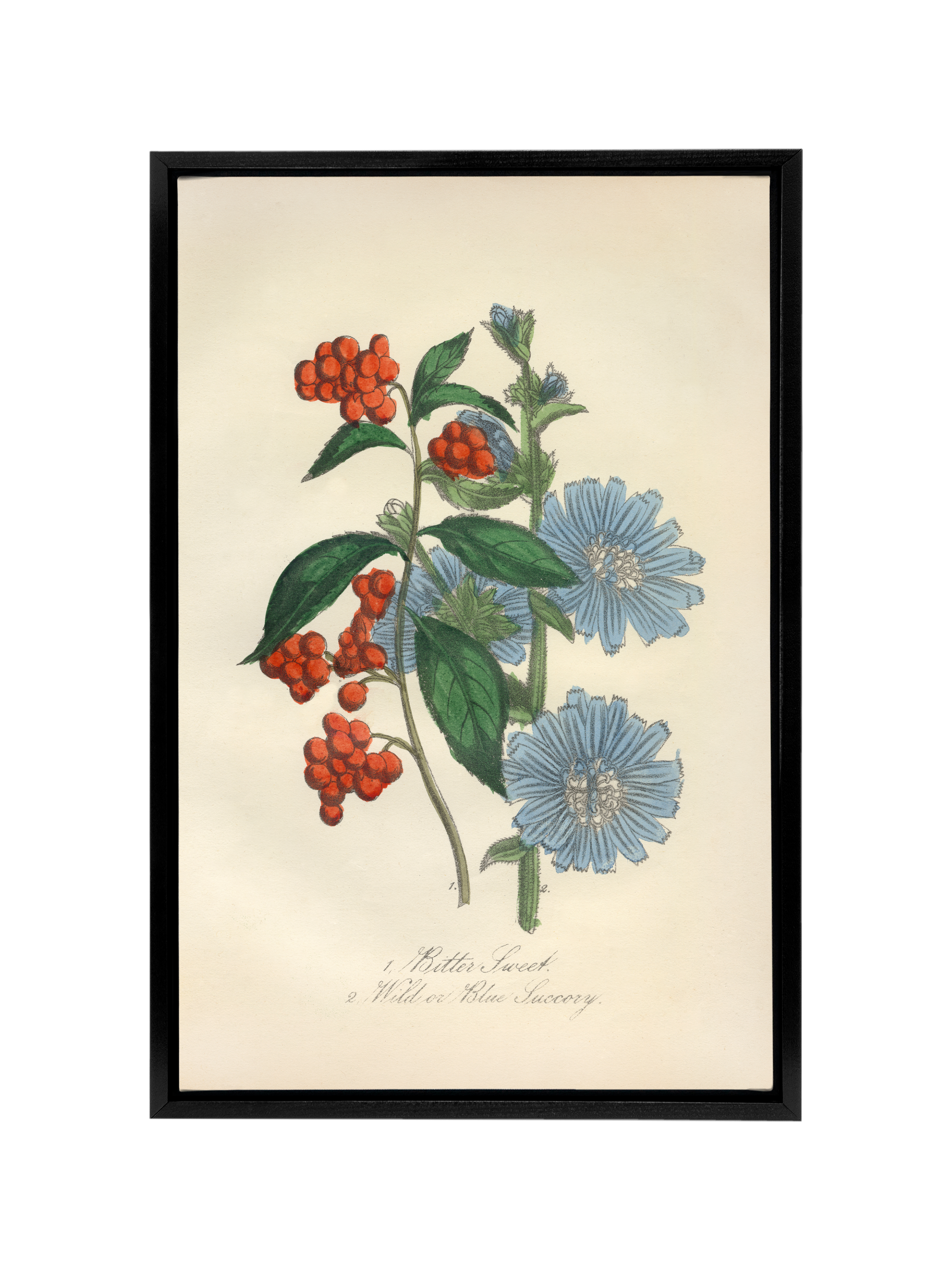 Bittersweet & Wild Chicory | Canvas