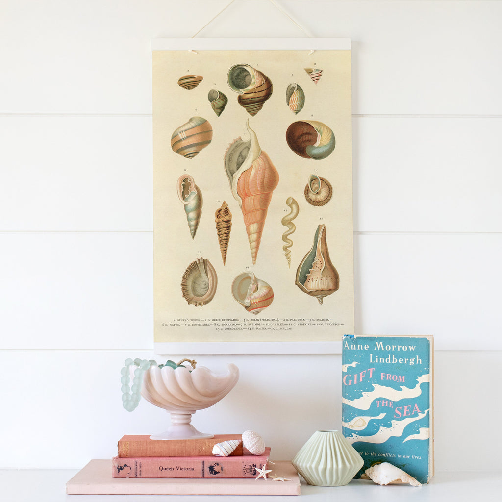 shells botanical art print