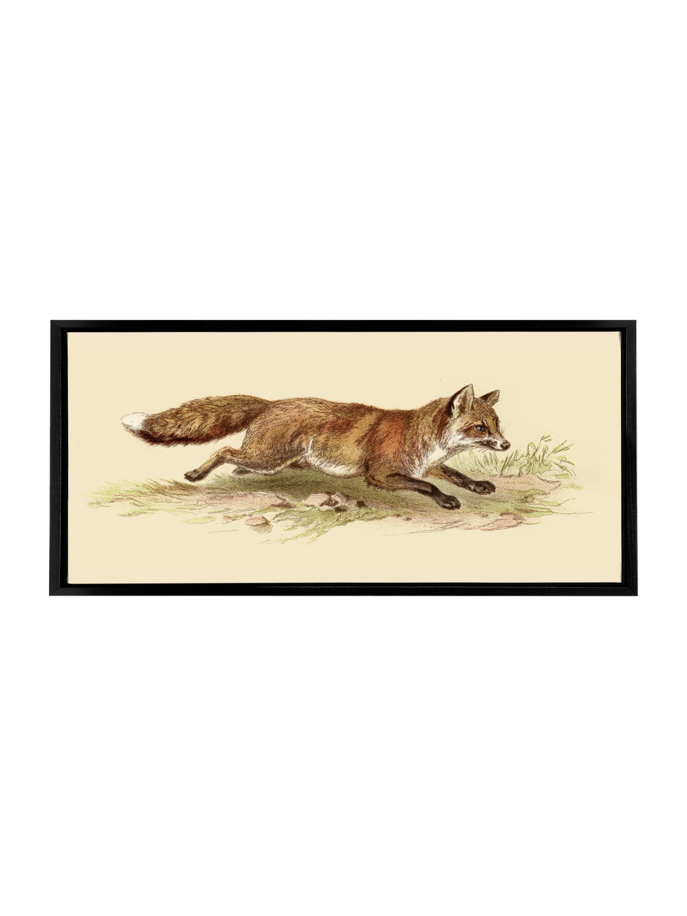 Foxy on the Run | Canvas