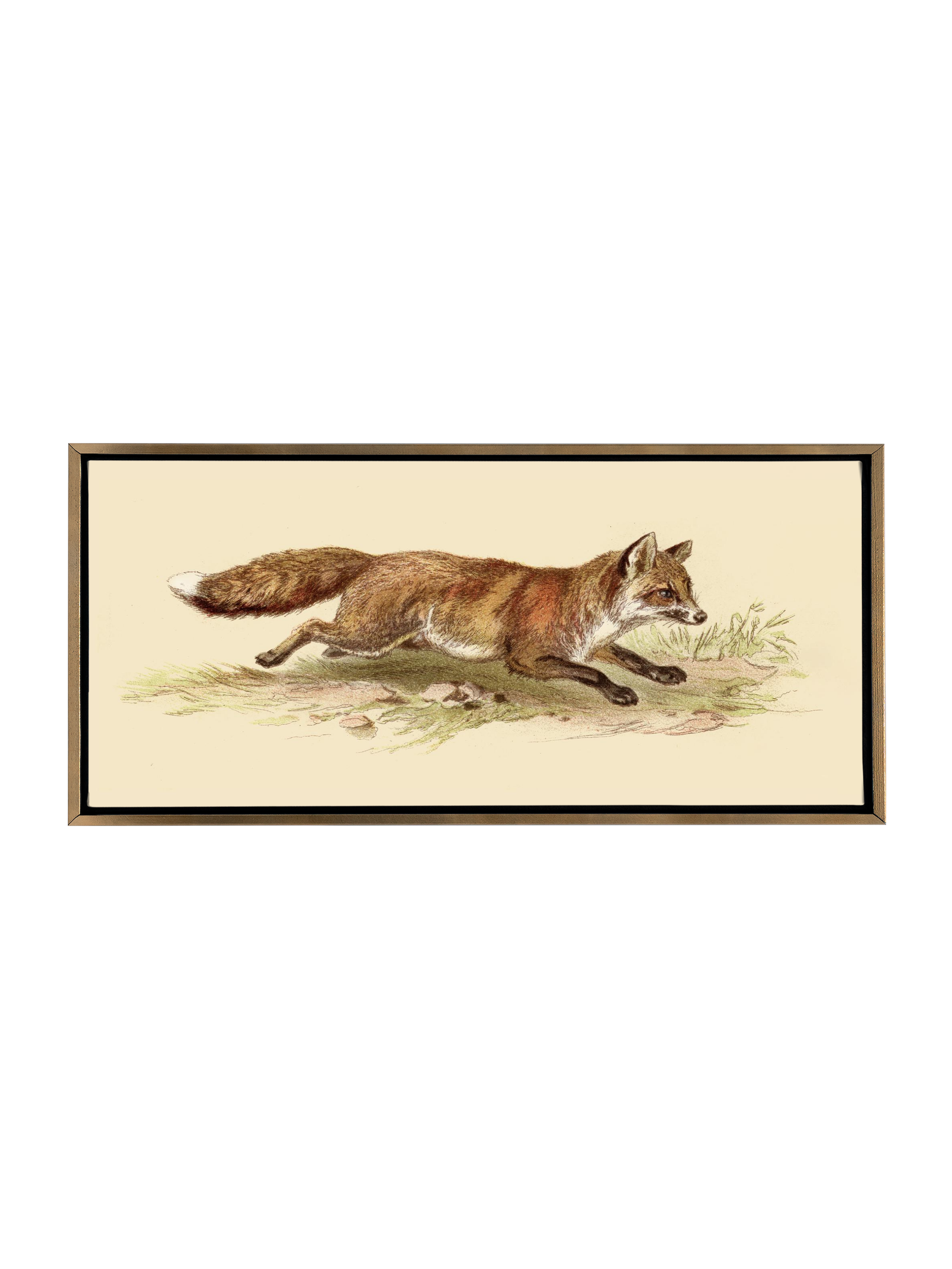 Foxy on the Run | Canvas
