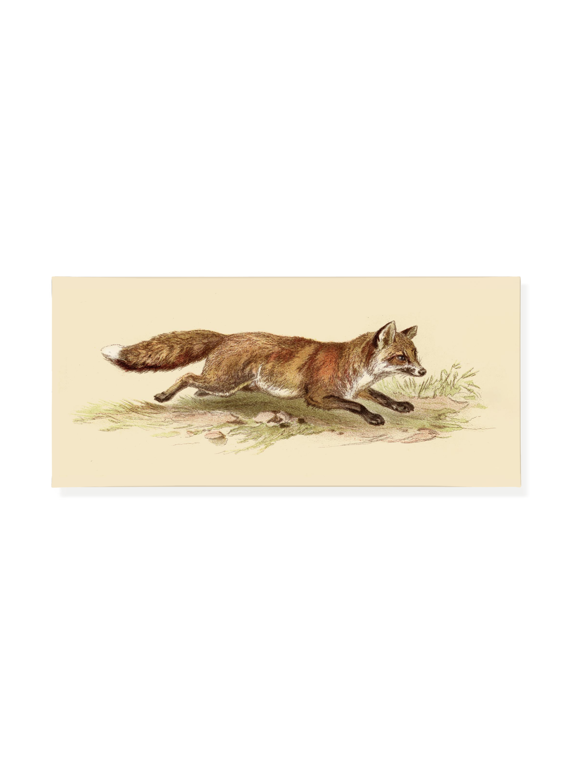 Foxy on the Run | Canvas