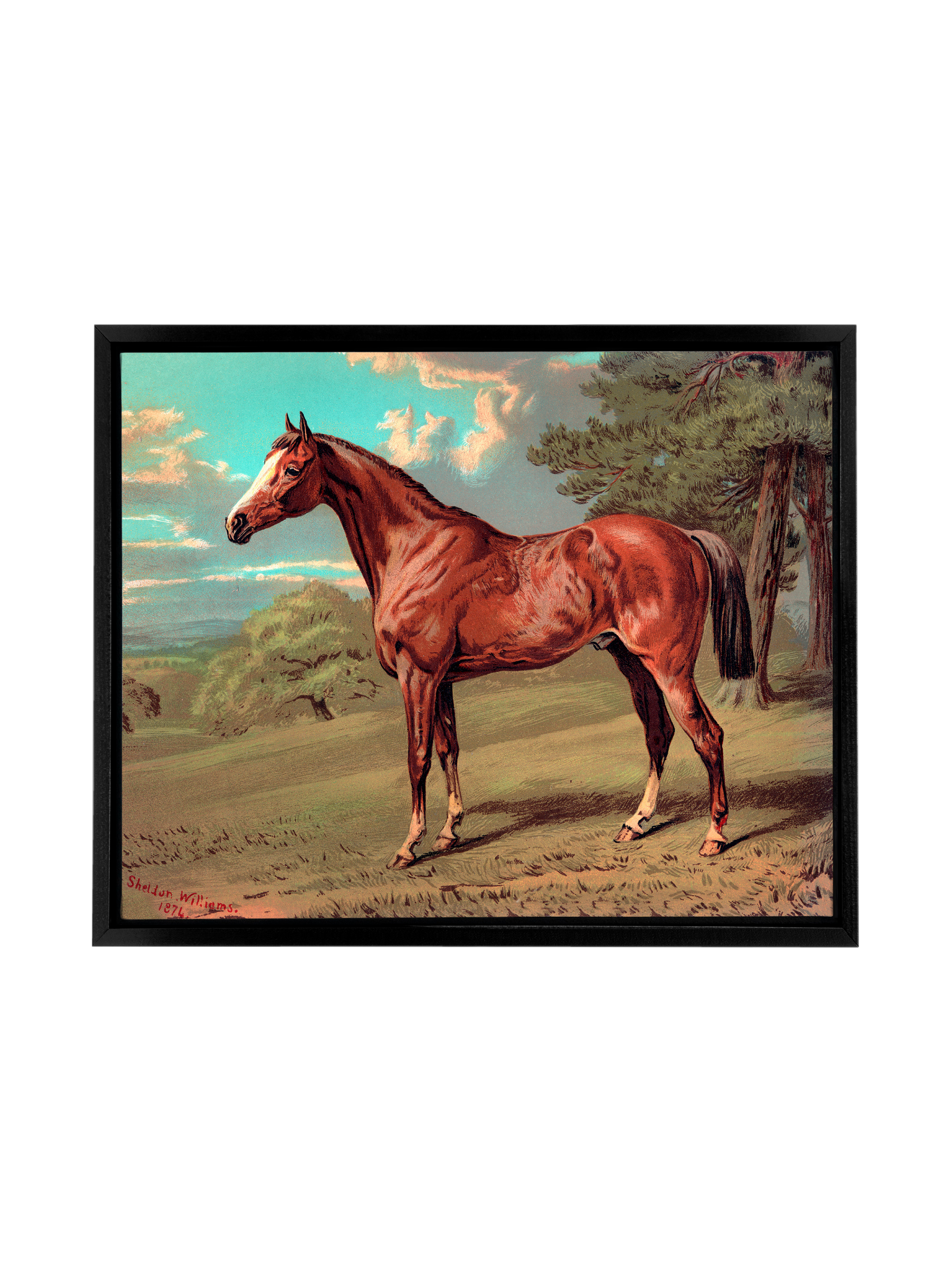 Horse Against Aqua Sky | Canvas