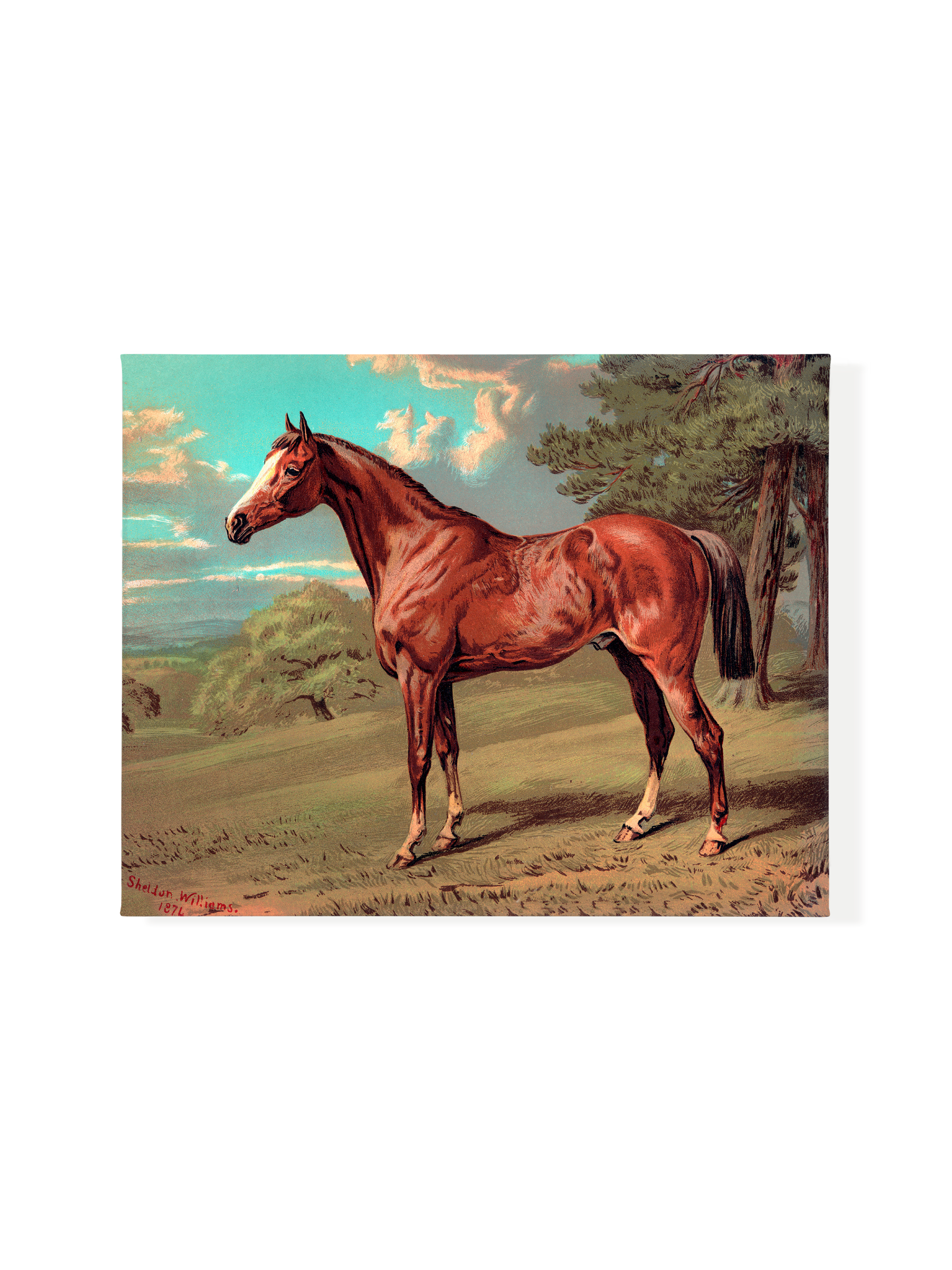 Horse Against Aqua Sky | Canvas