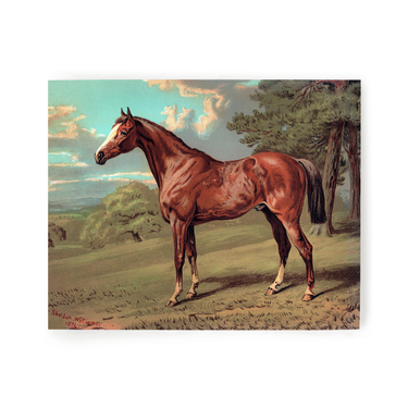 Horse Against Aqua Sky | Art Print