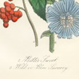 Bittersweet & Wild Chicory Botanical Luxe Art Print
