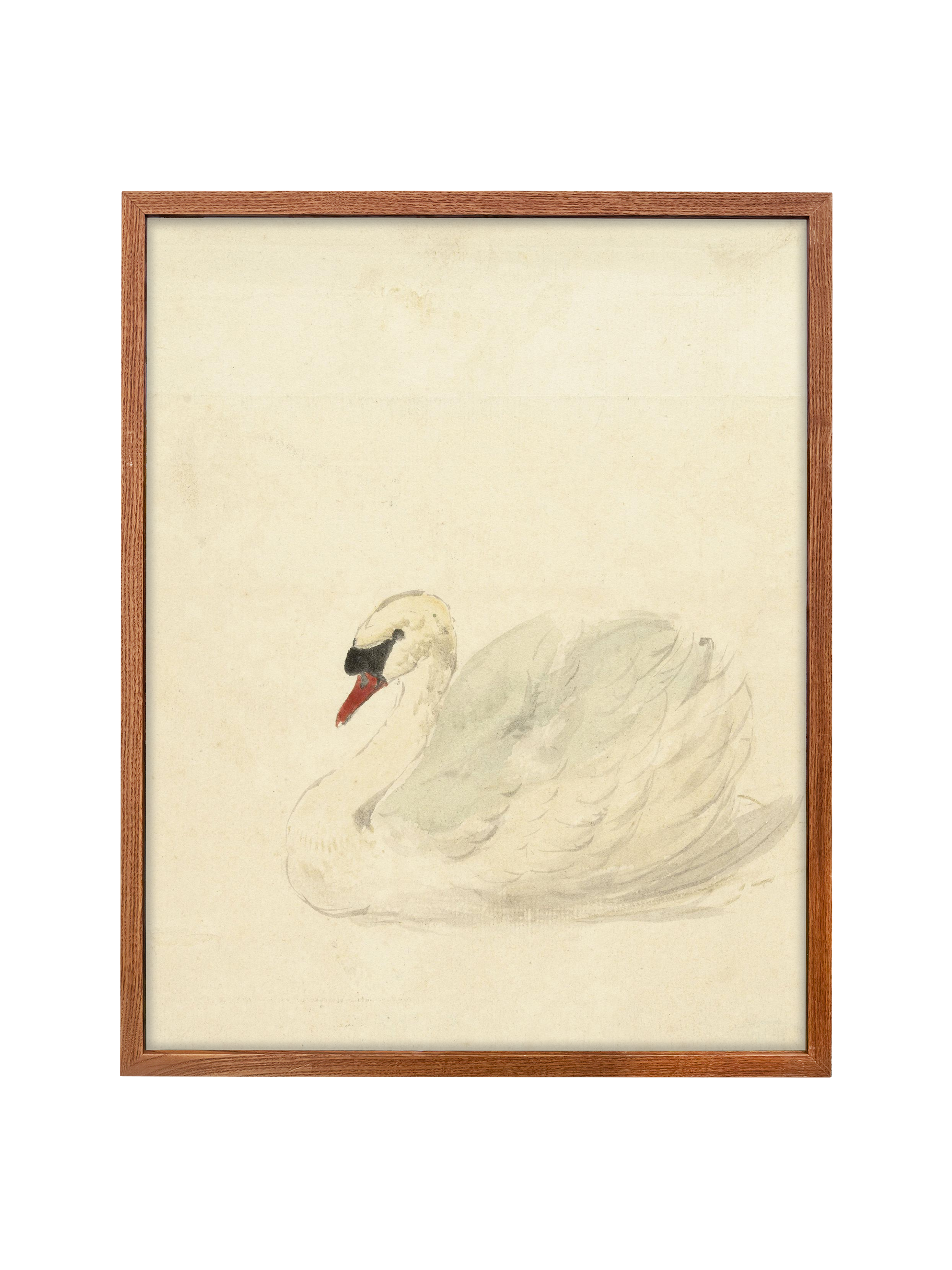 Ivory Swan | Canvas