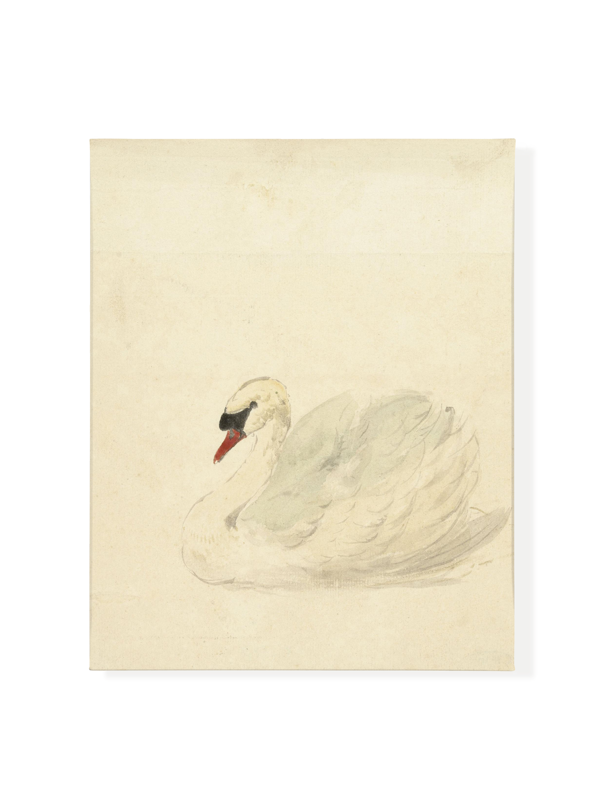 Ivory Swan | Canvas