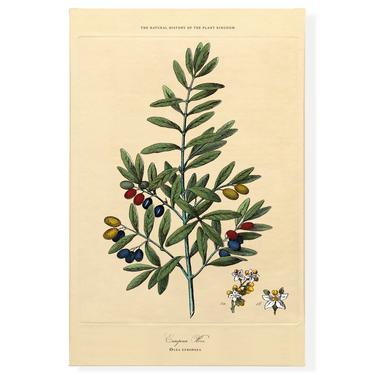 Olive Branch Botanical | Canvas