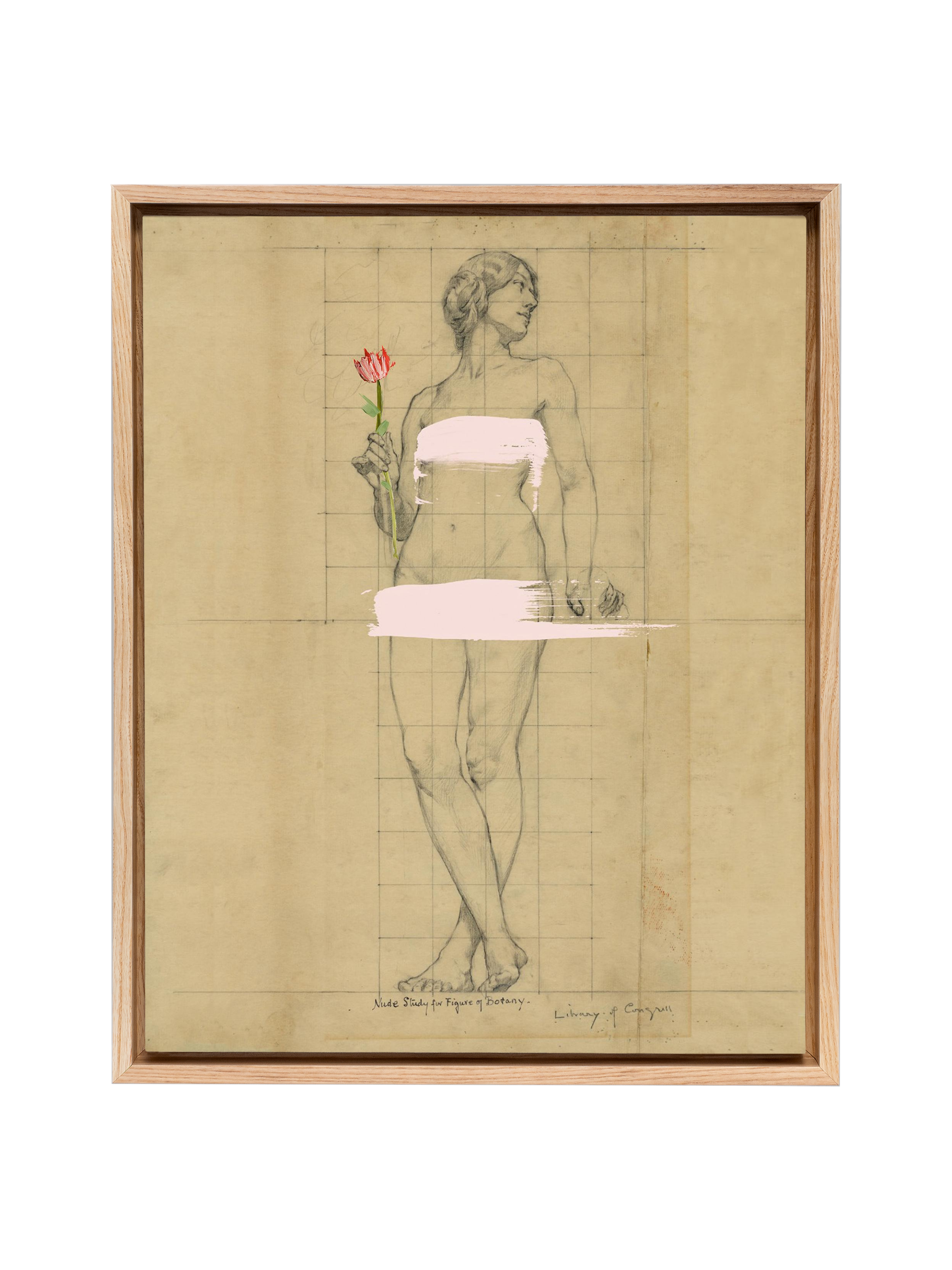 Painted Lady | Canvas