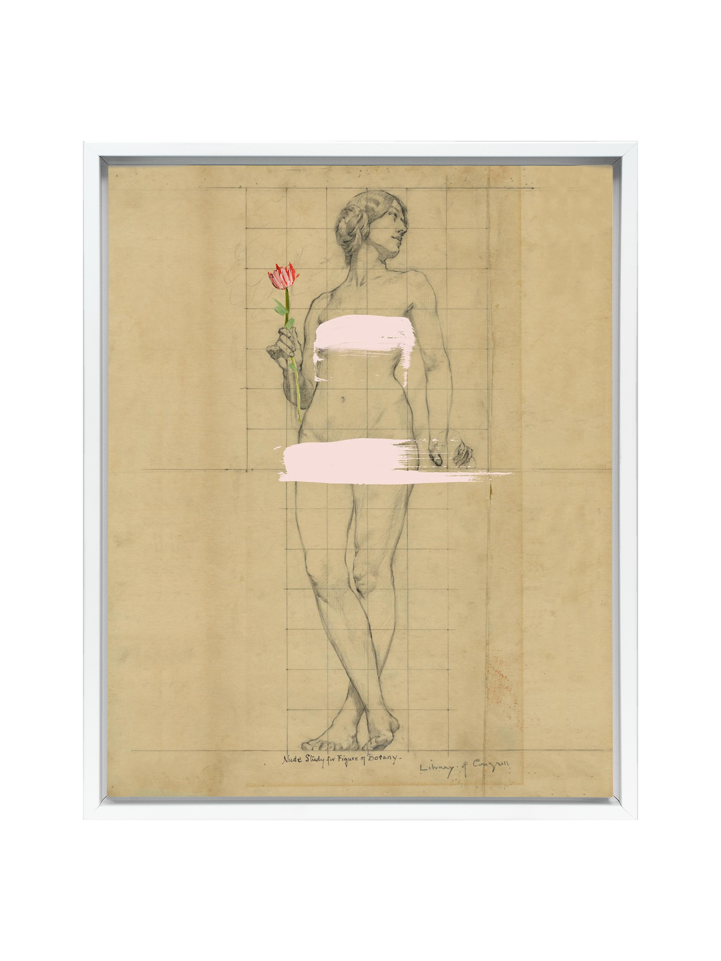 Painted Lady | Canvas