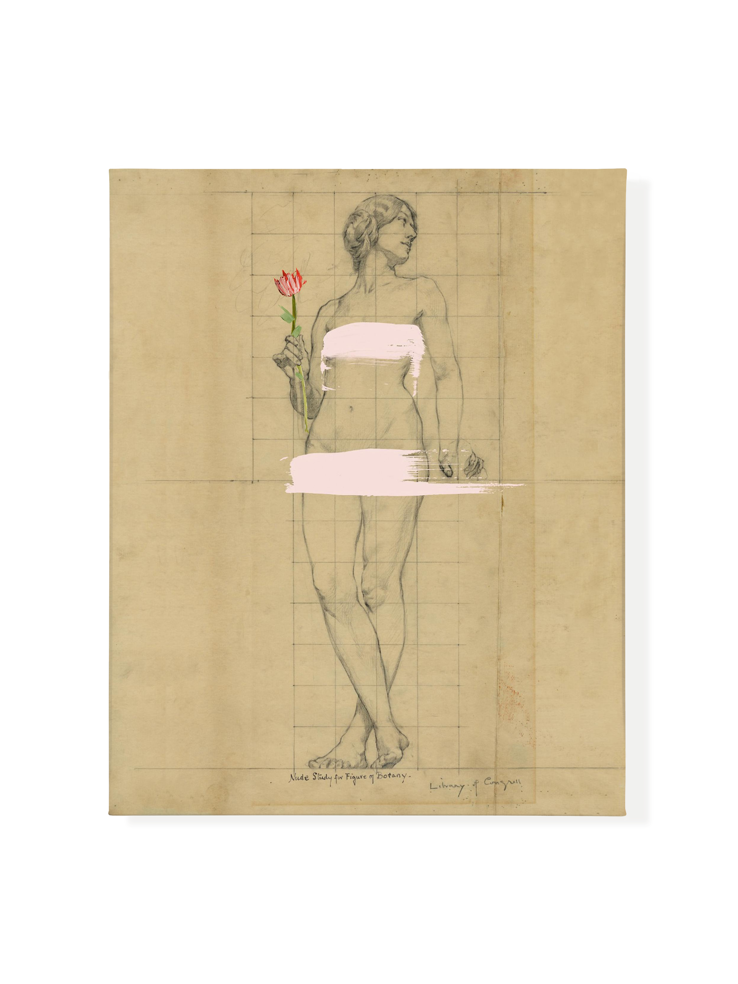 Painted Lady | Canvas