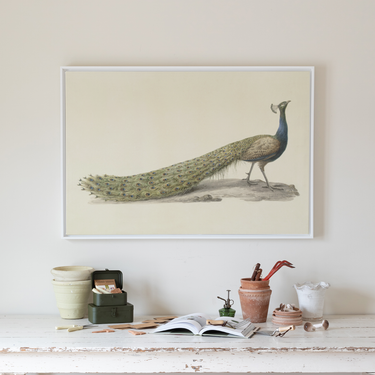 Mr. Peacock | Canvas