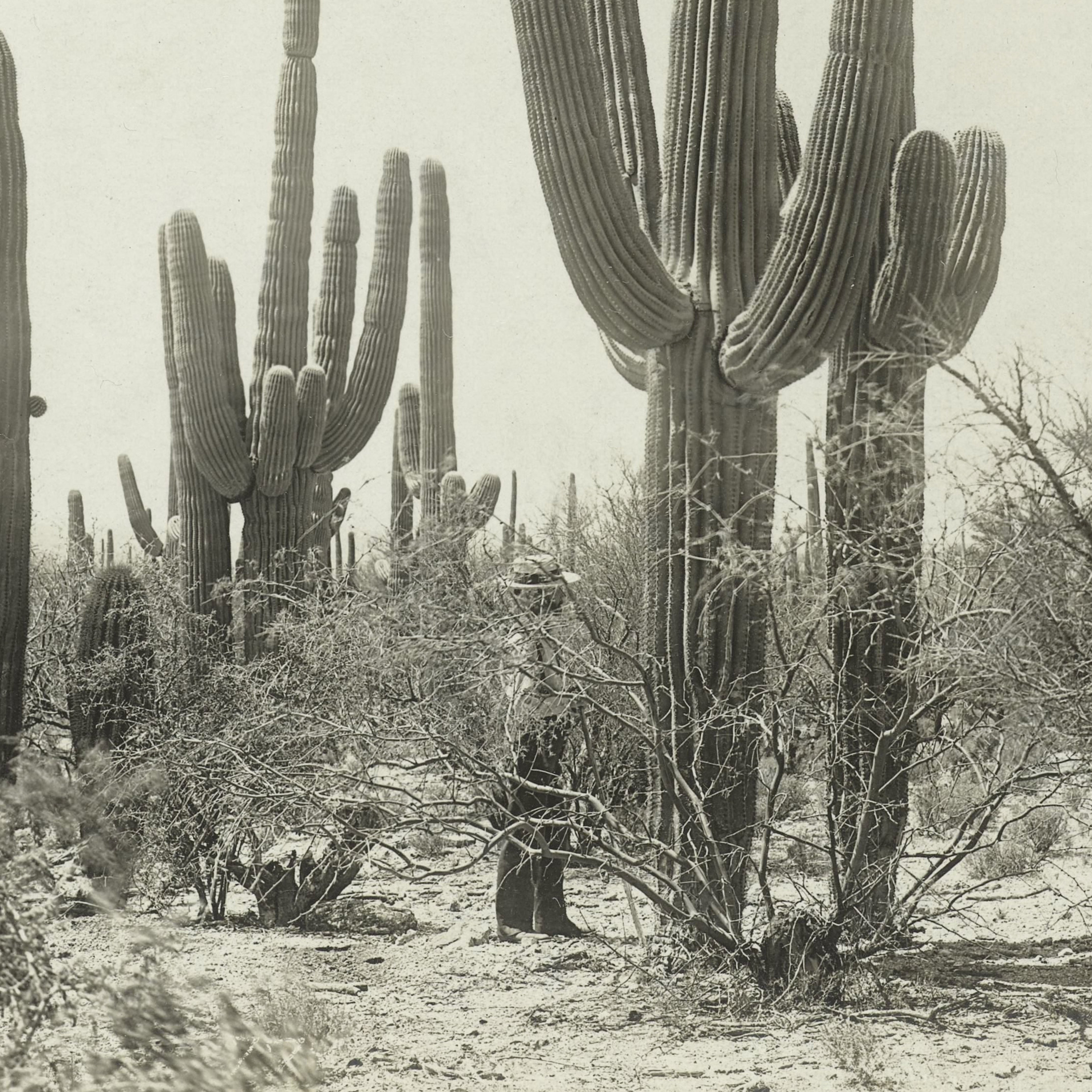 Shade of the Saguaro Canvas Wall Art