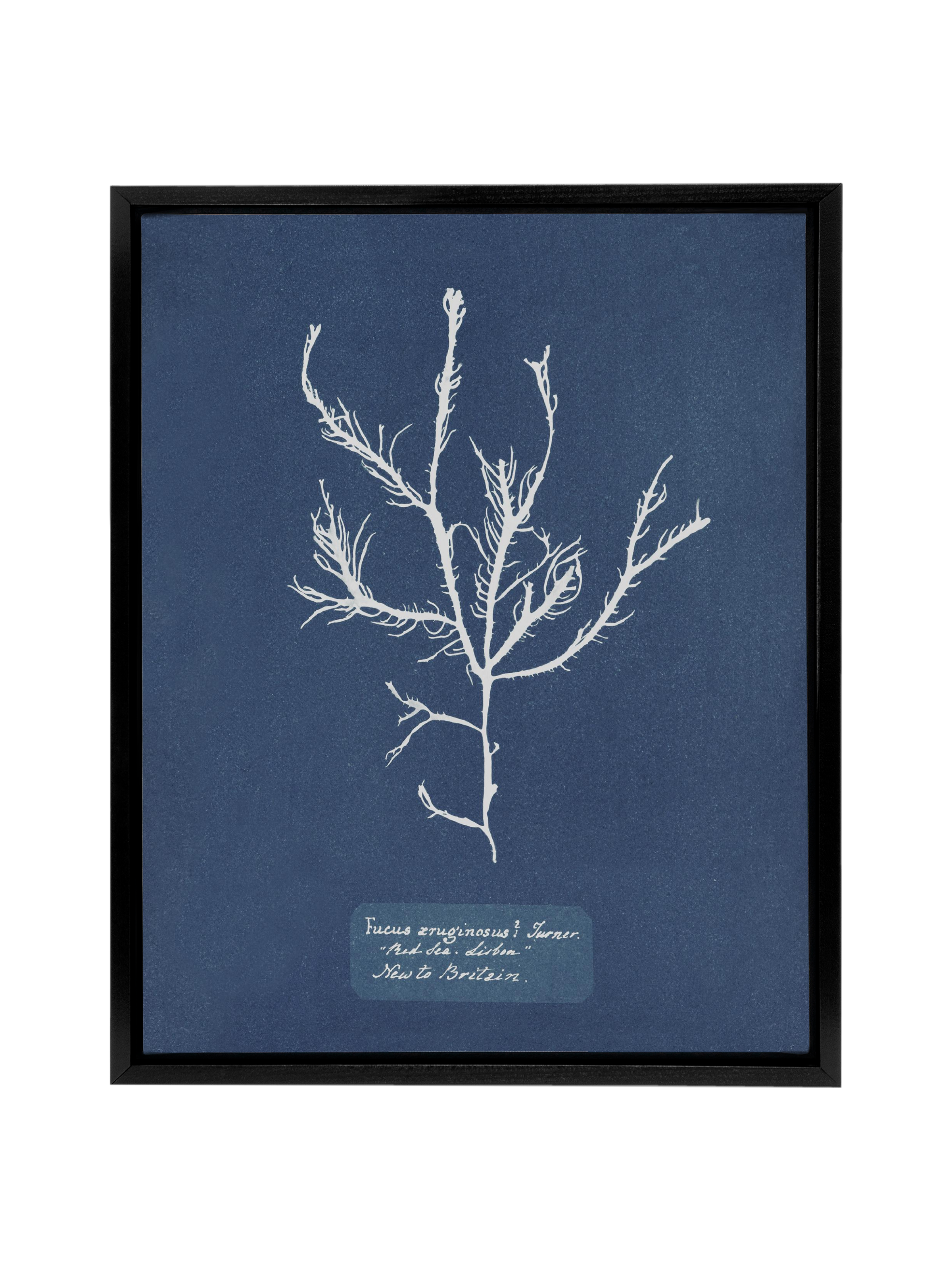 Sea Specimen | Canvas