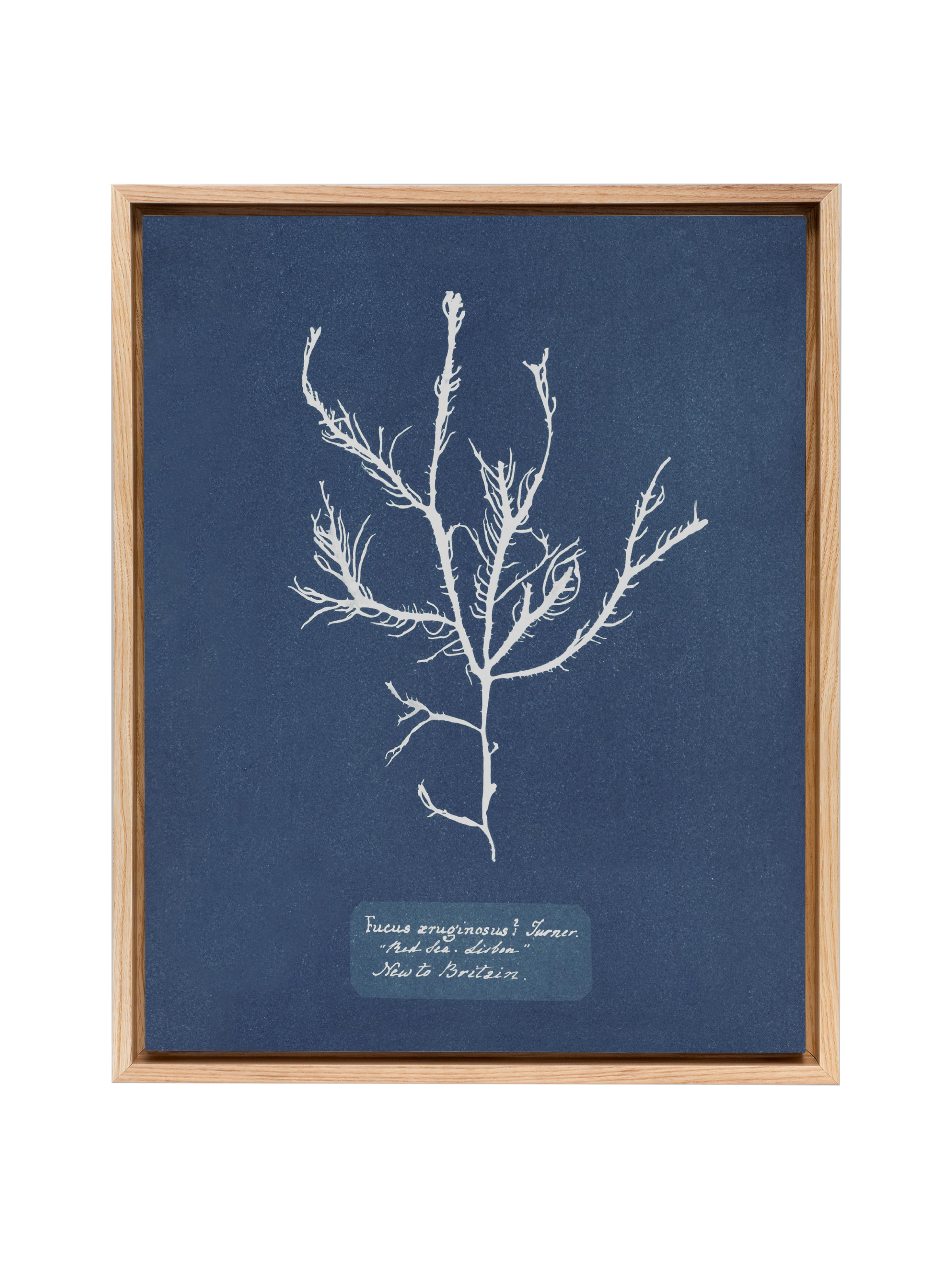 Sea Specimen | Canvas