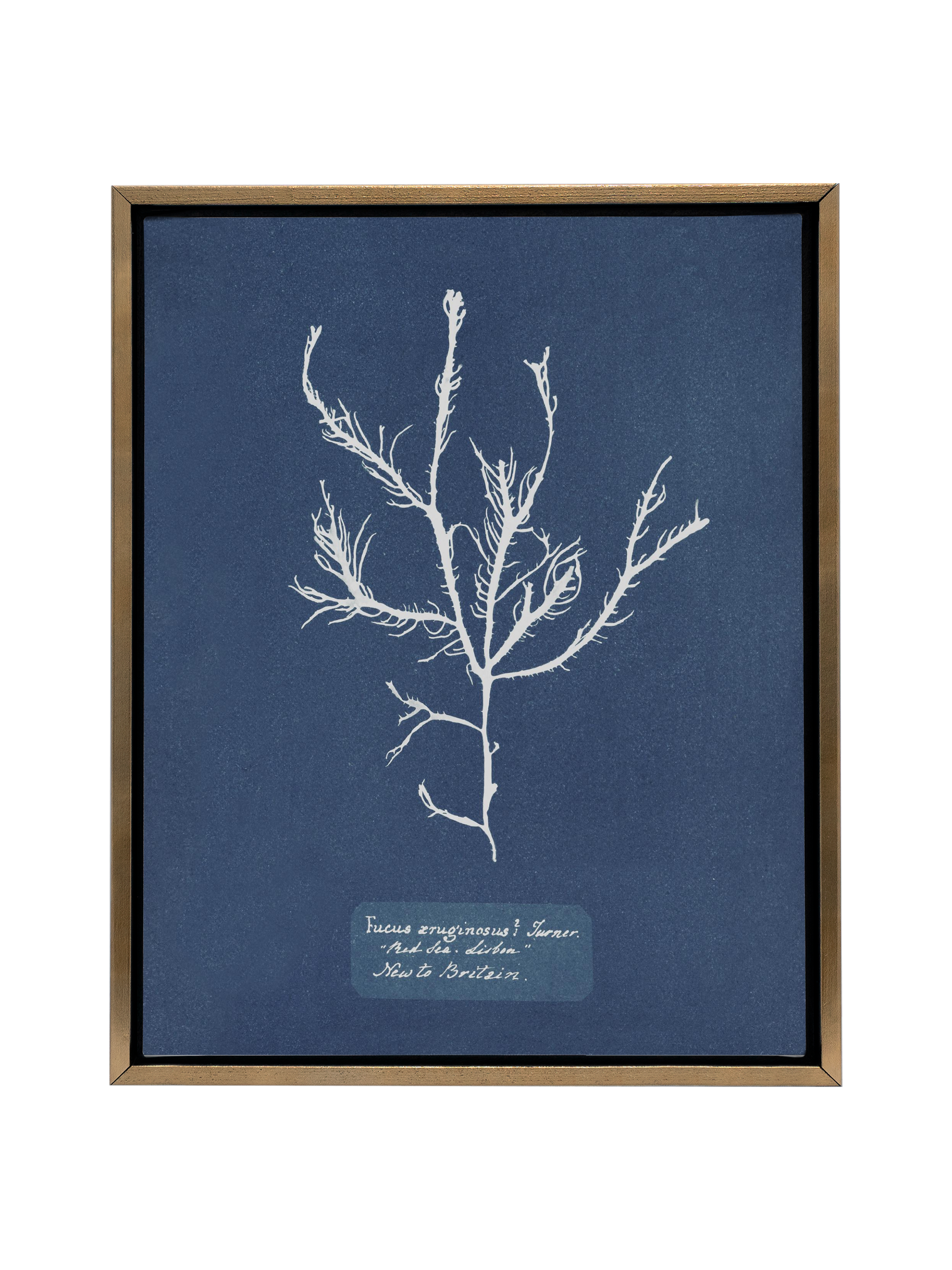 Sea Specimen | Canvas