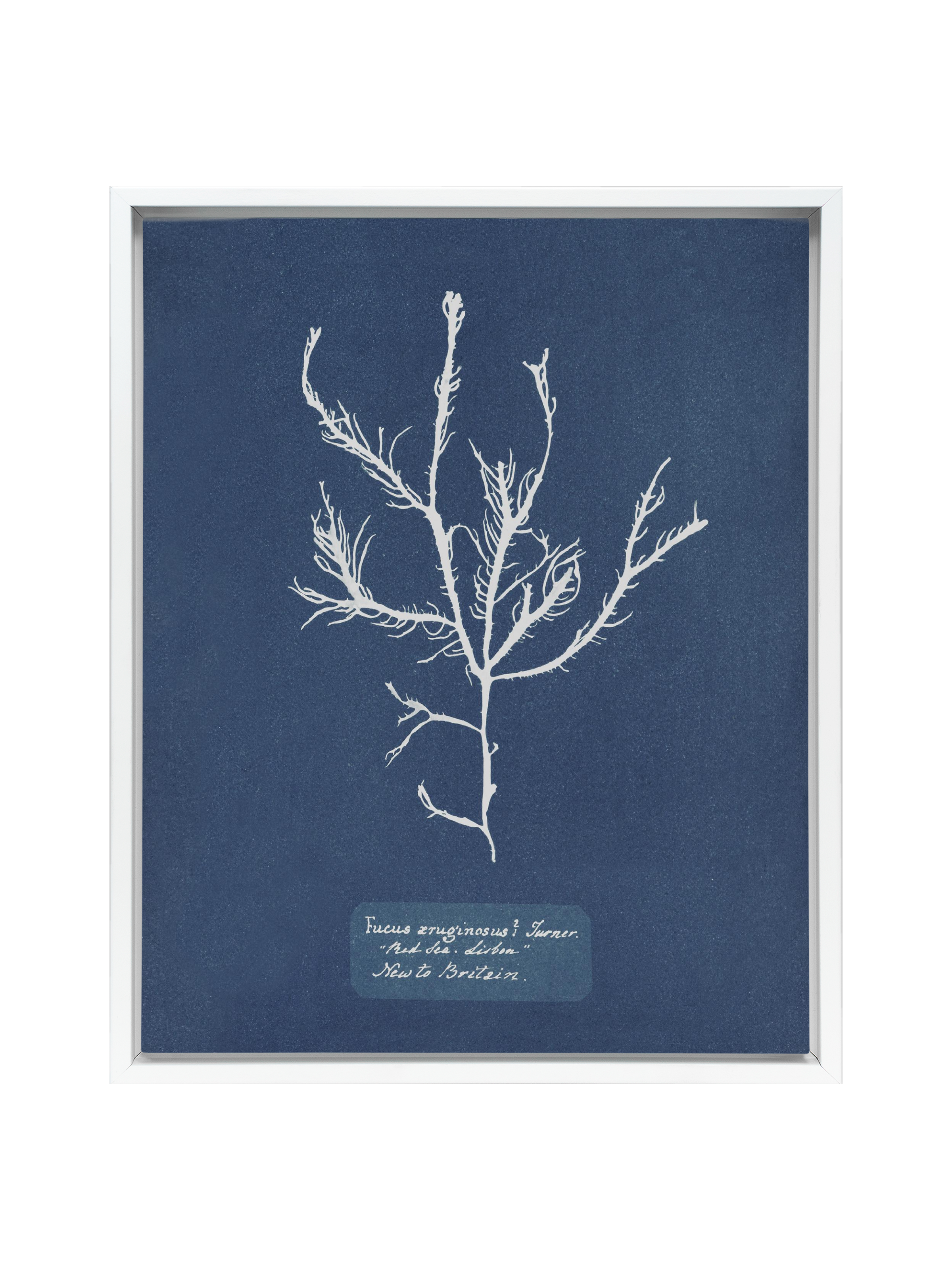 Sea Specimen | Canvas