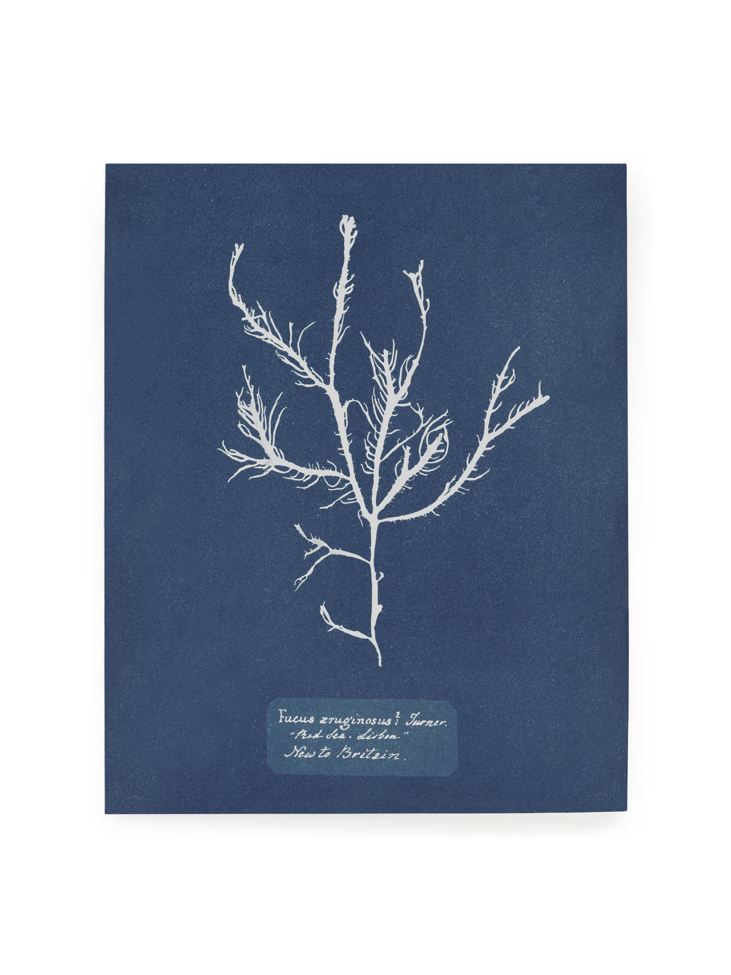 Sea Specimen | Art Print