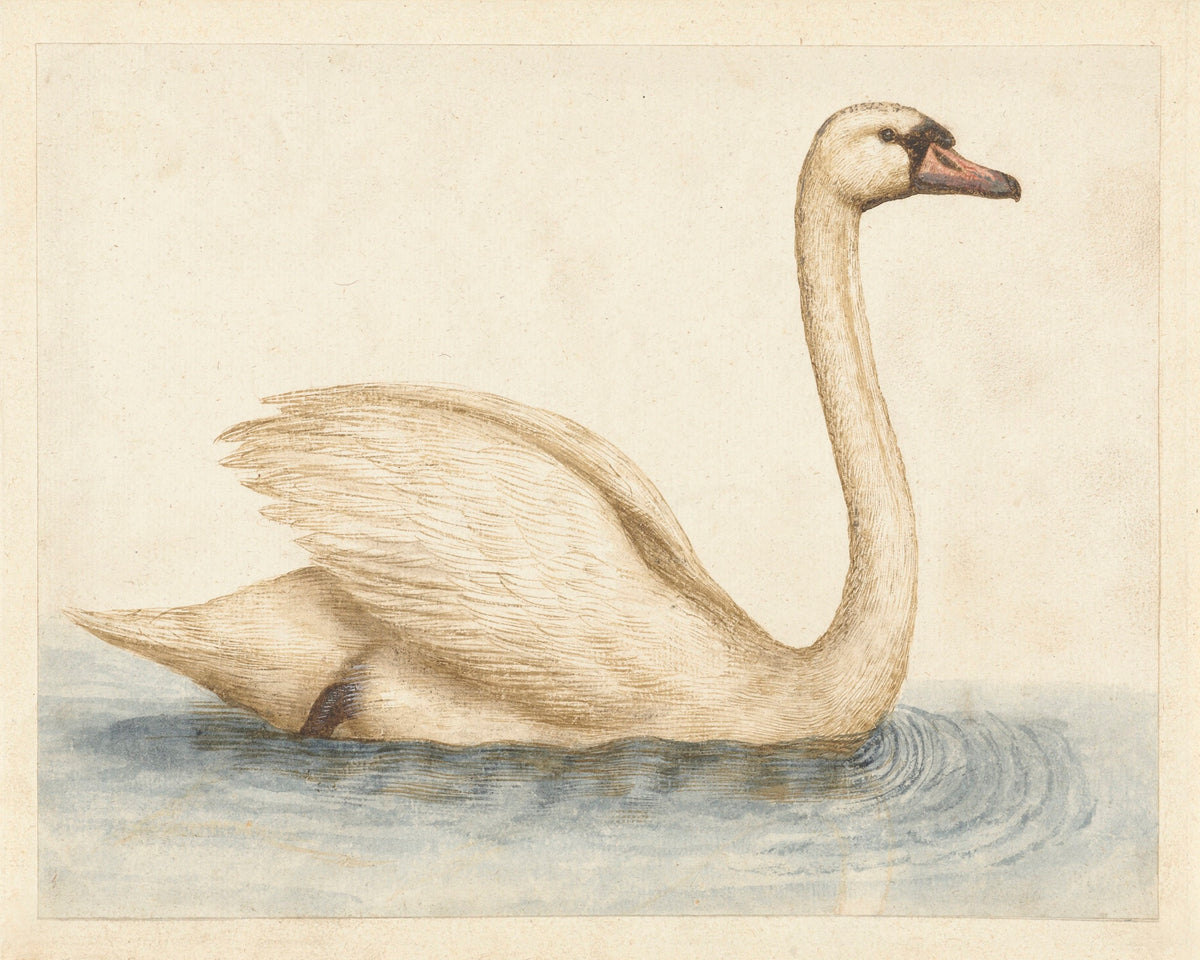Vintage Swan in Water Luxe Art Print