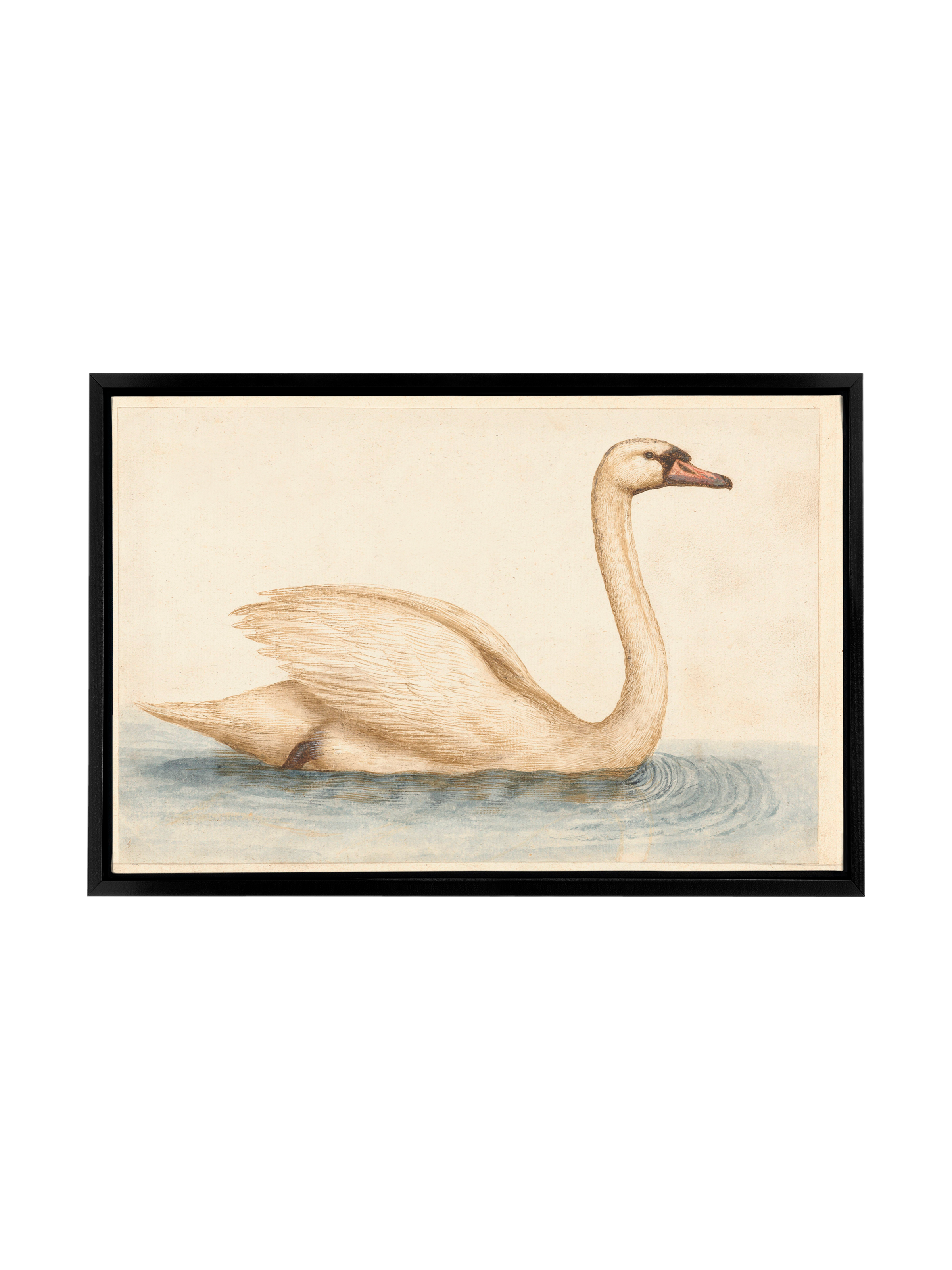 Vintage Swan | Canvas