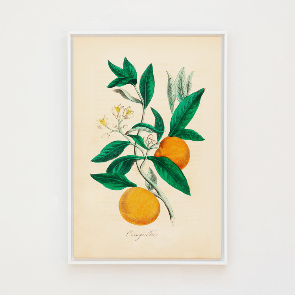Orange Tree Botanical
