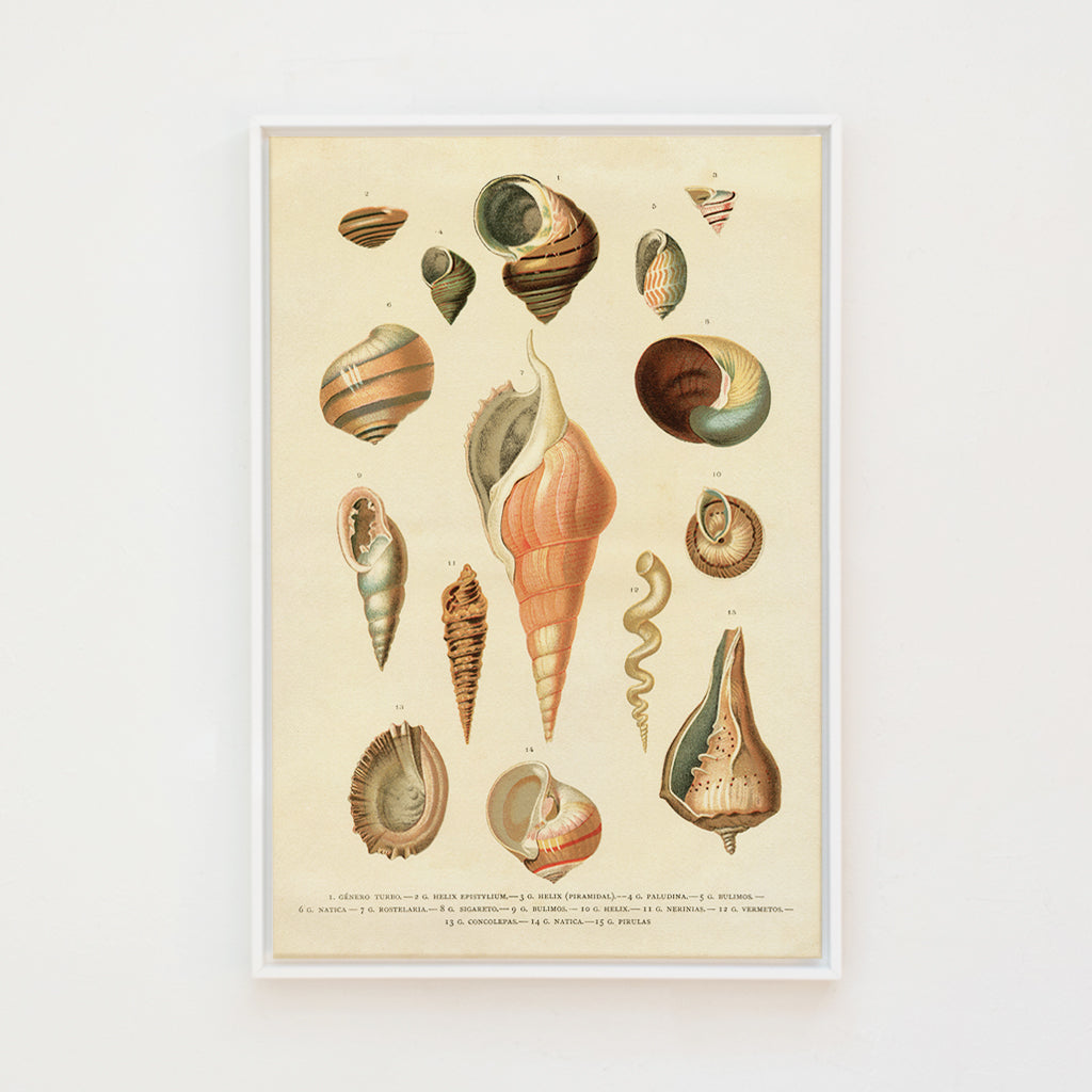 Botanicial Shell Seashell Identification For Kids